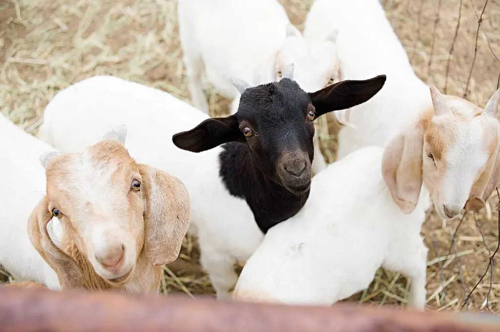 Other Animals in Rêves de Moutons