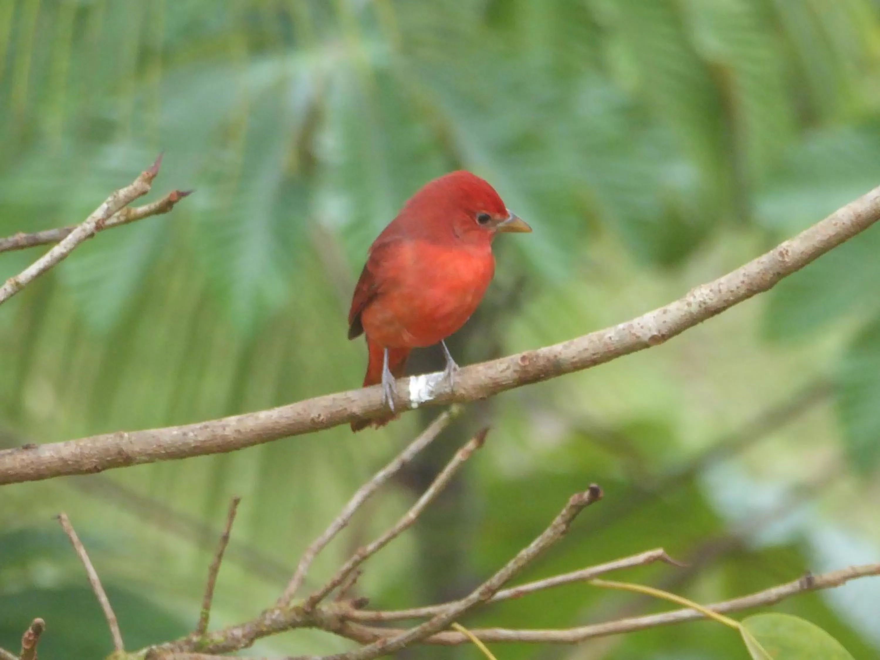 Animals, Other Animals in La Purruja Lodge