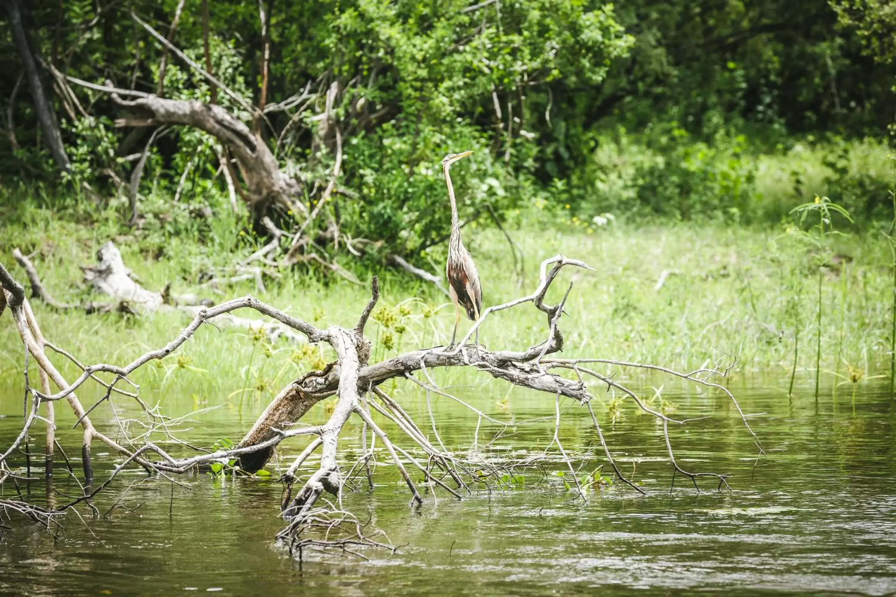 Animals, Other Animals in Avani Victoria Falls Resort