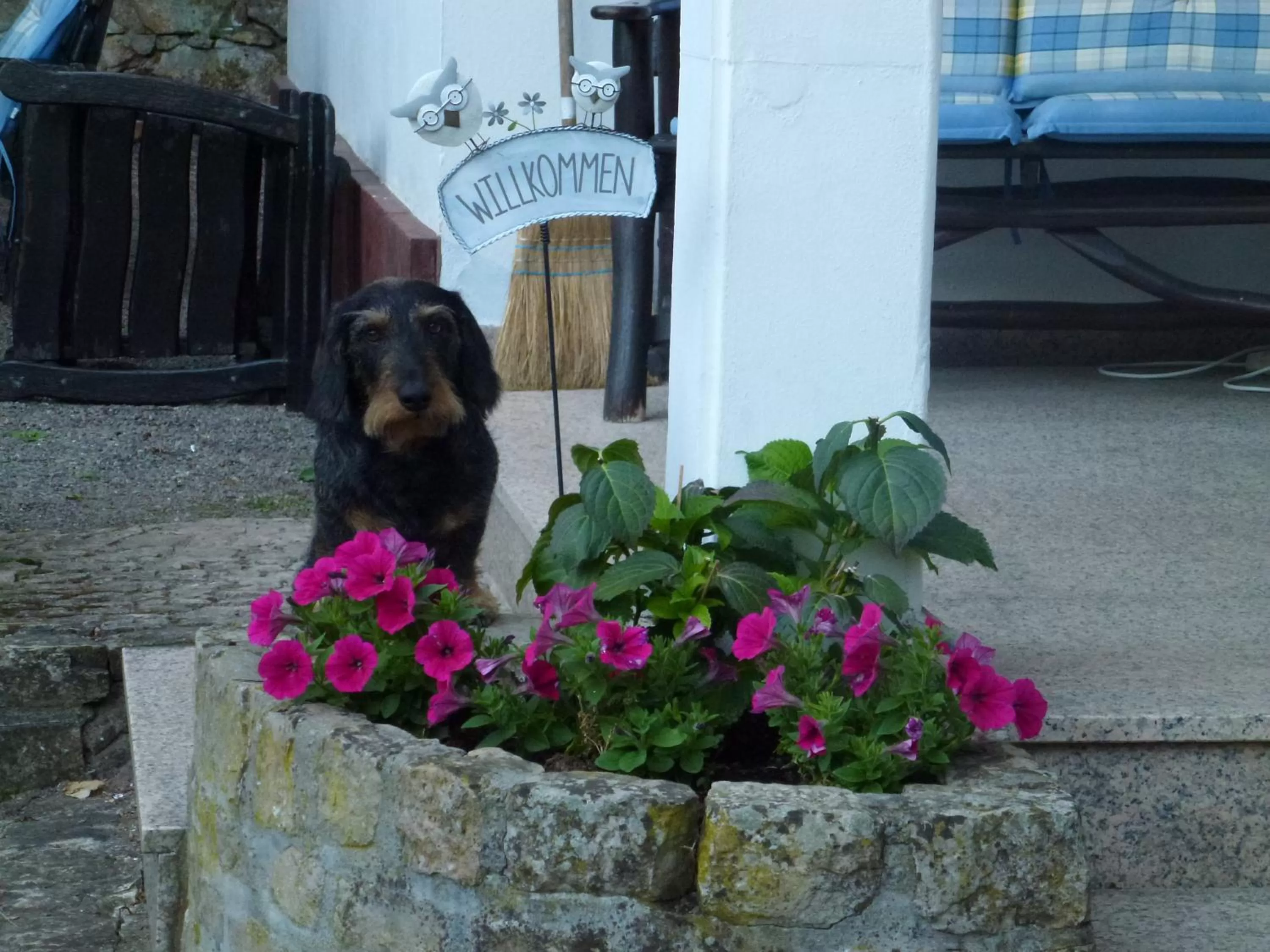 Summer in Hotel Pension Gelpkes Mühle