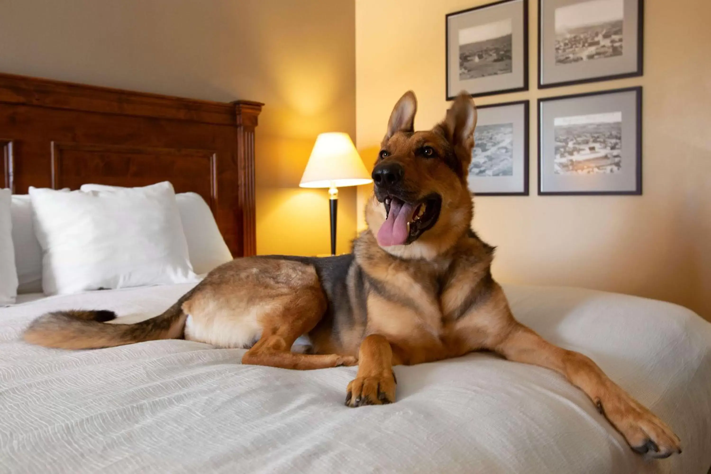 Bedroom, Pets in Best Western Plus King's Inn and Suites