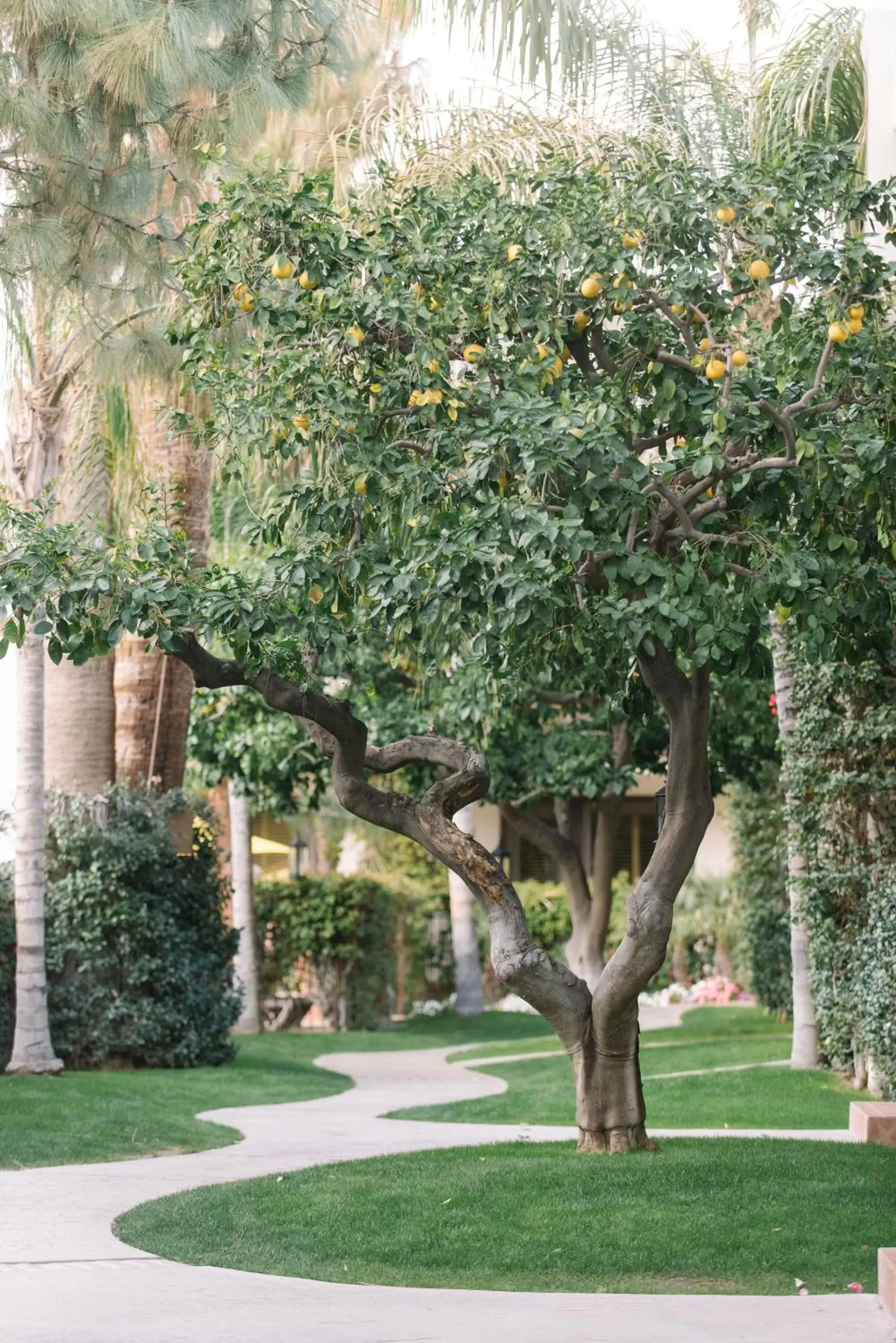 Natural landscape, Garden in Palm Mountain Resort & Spa