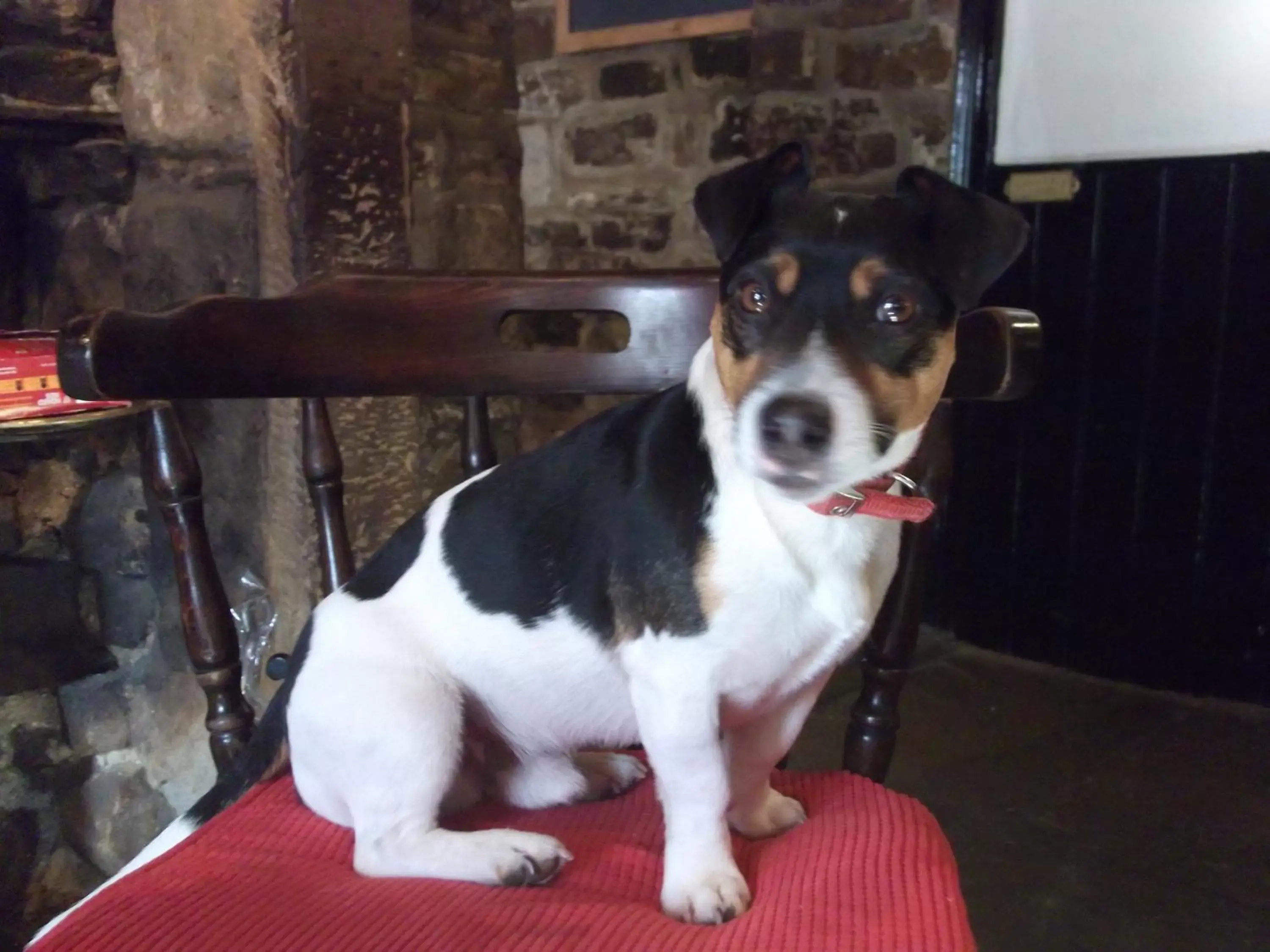 Pets in The George Inn
