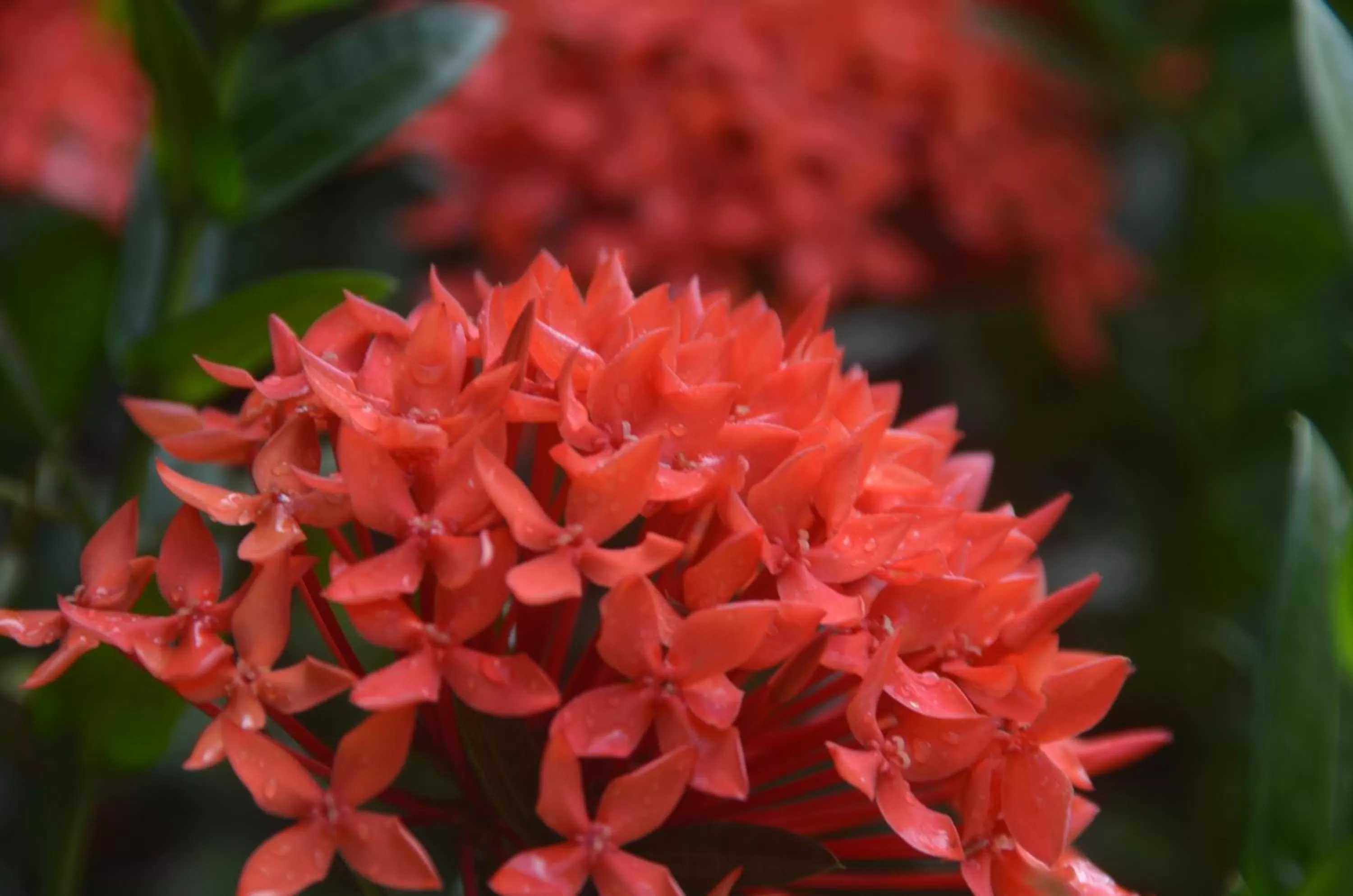 Garden in El Pacifico Hotel
