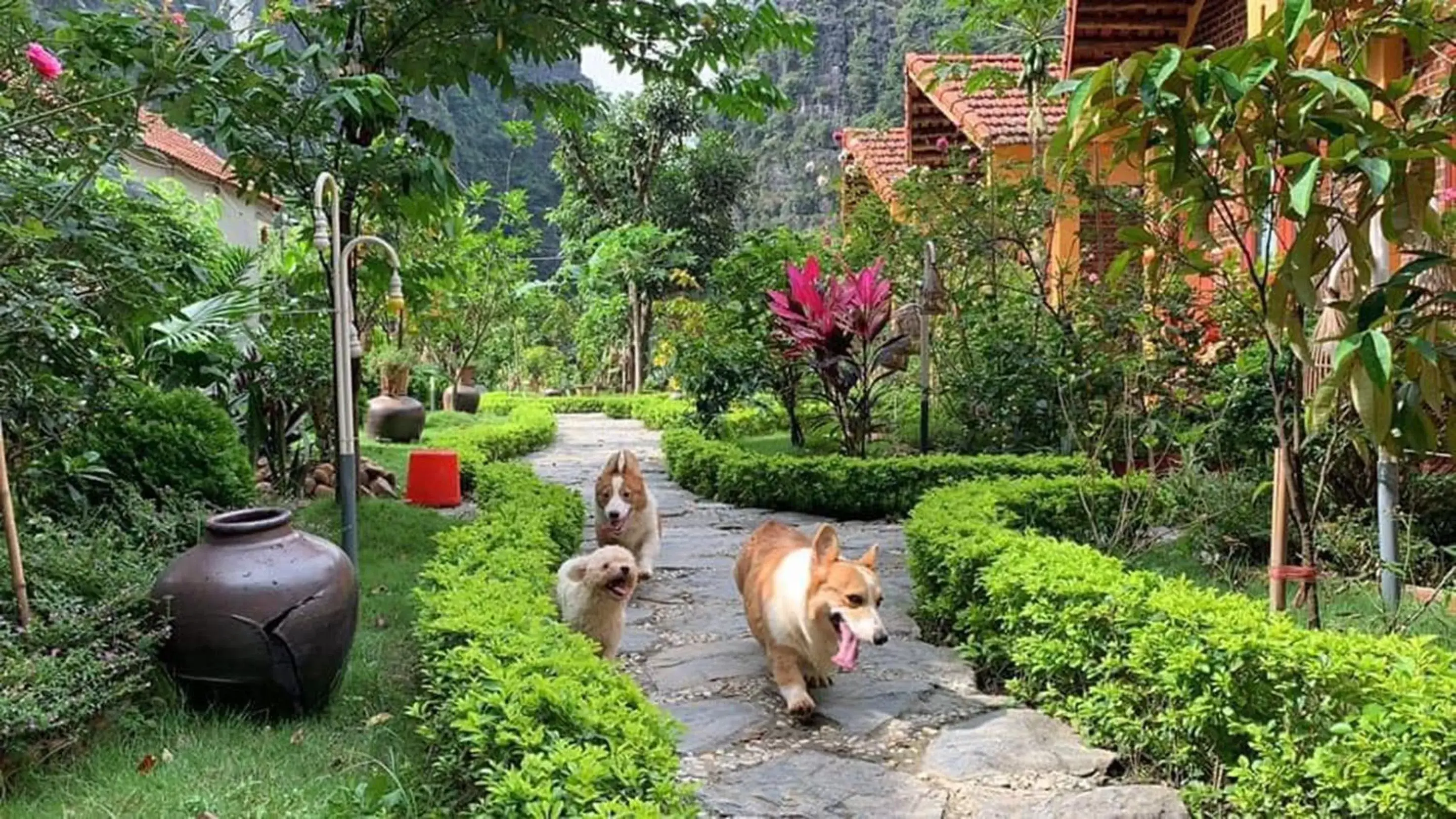 Animals, Other Animals in Tam Coc Luxury Homestay