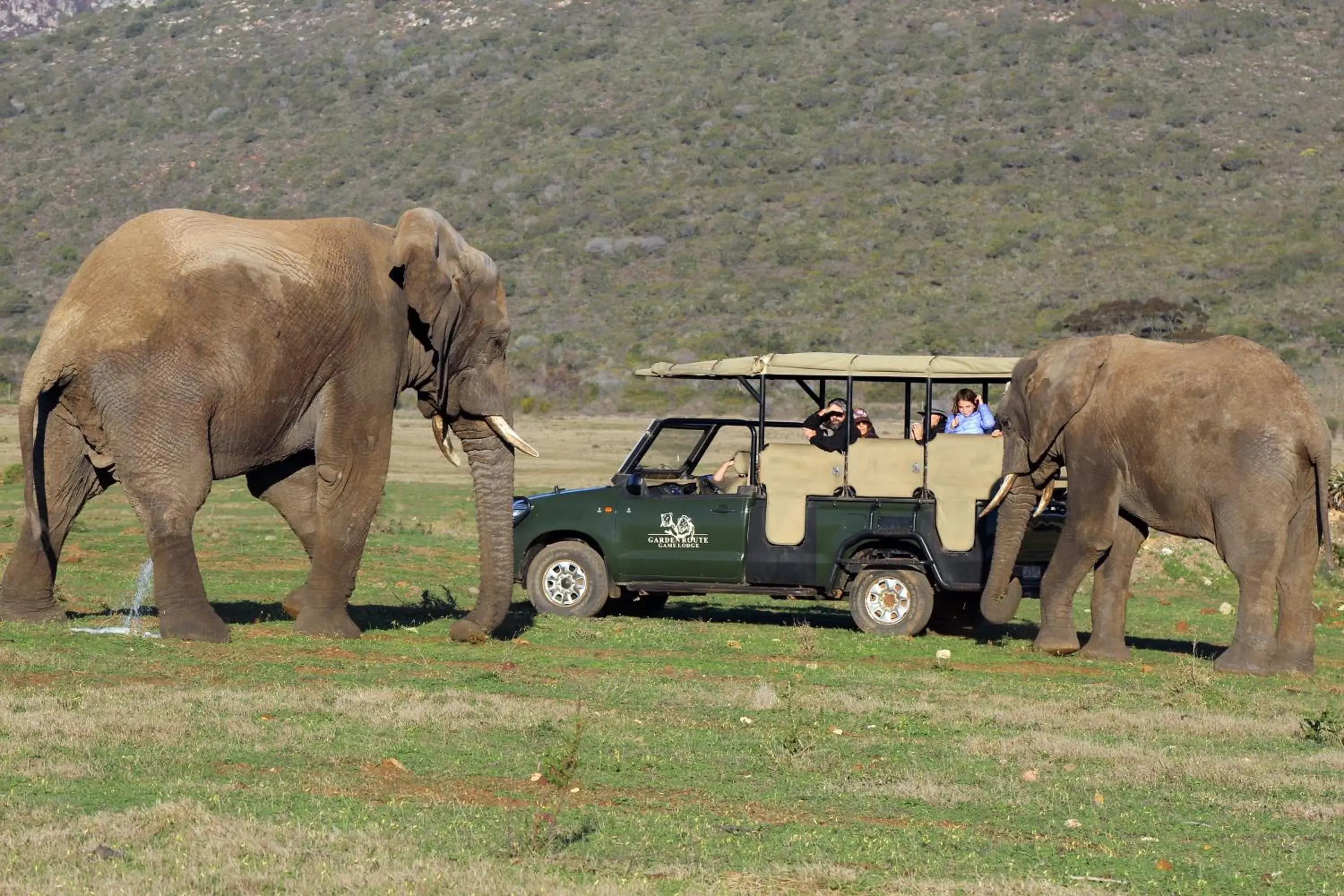 Other Animals in Garden Route Game Lodge