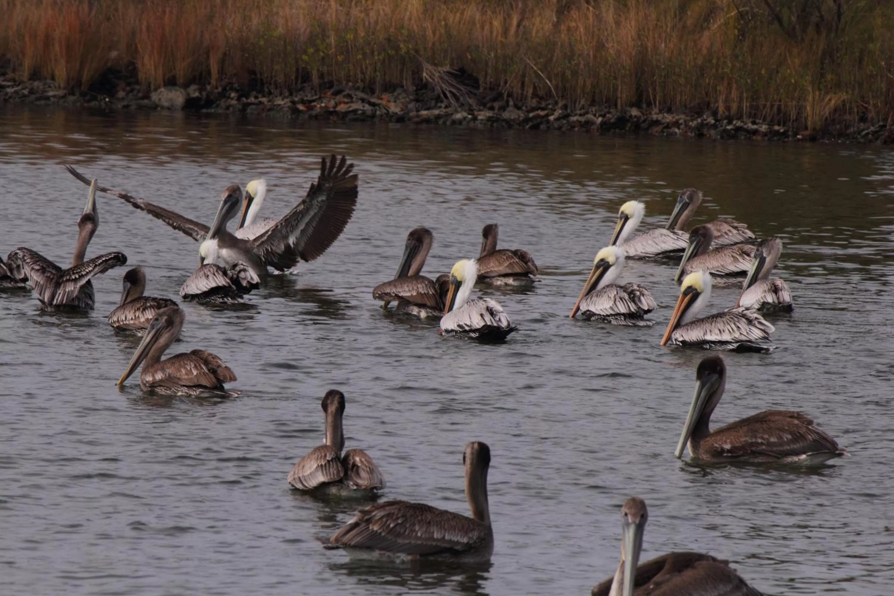 Natural landscape in Marina Inn & Suites Chalmette-New Orleans