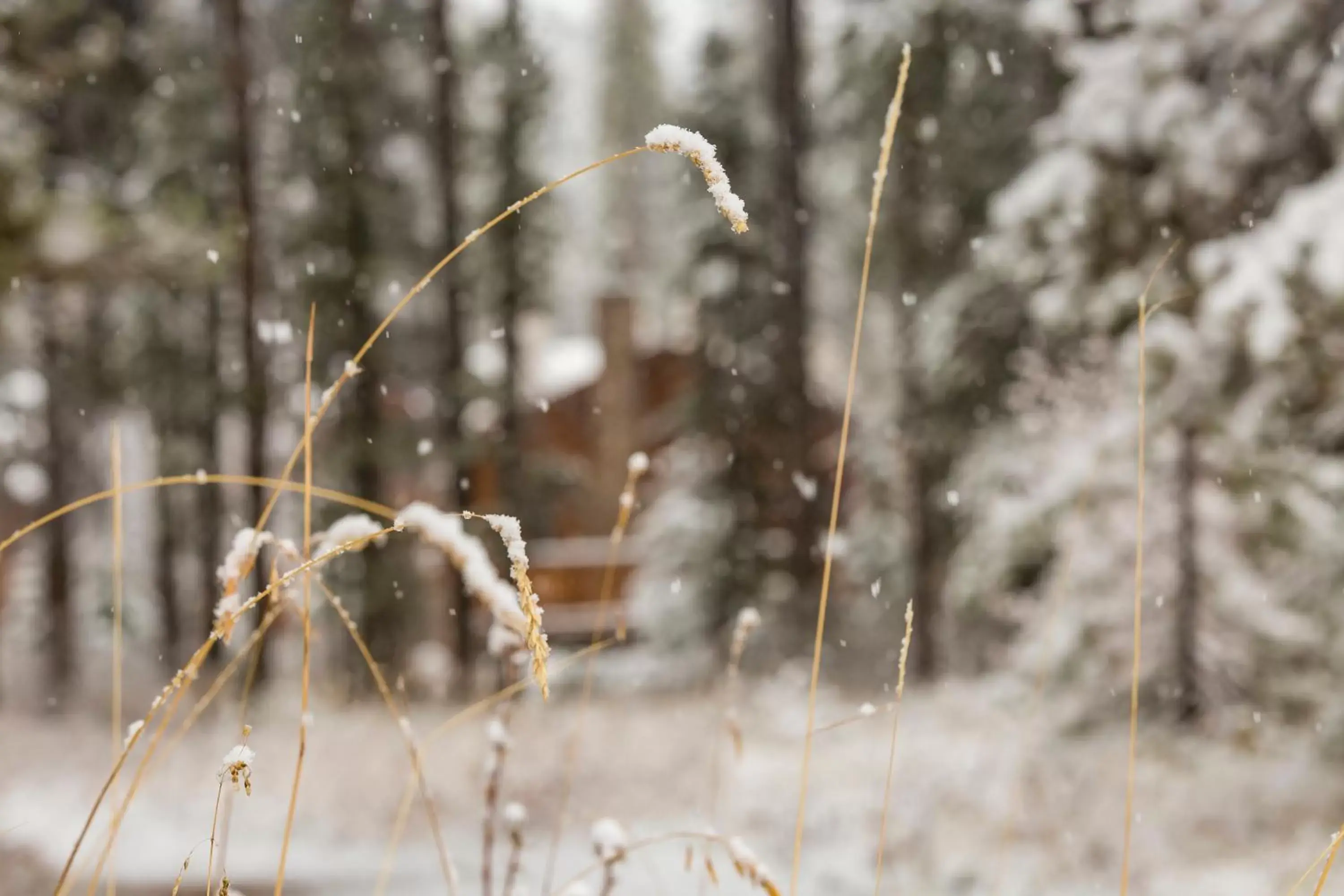 Natural landscape, Winter in Baker Creek By Basecamp