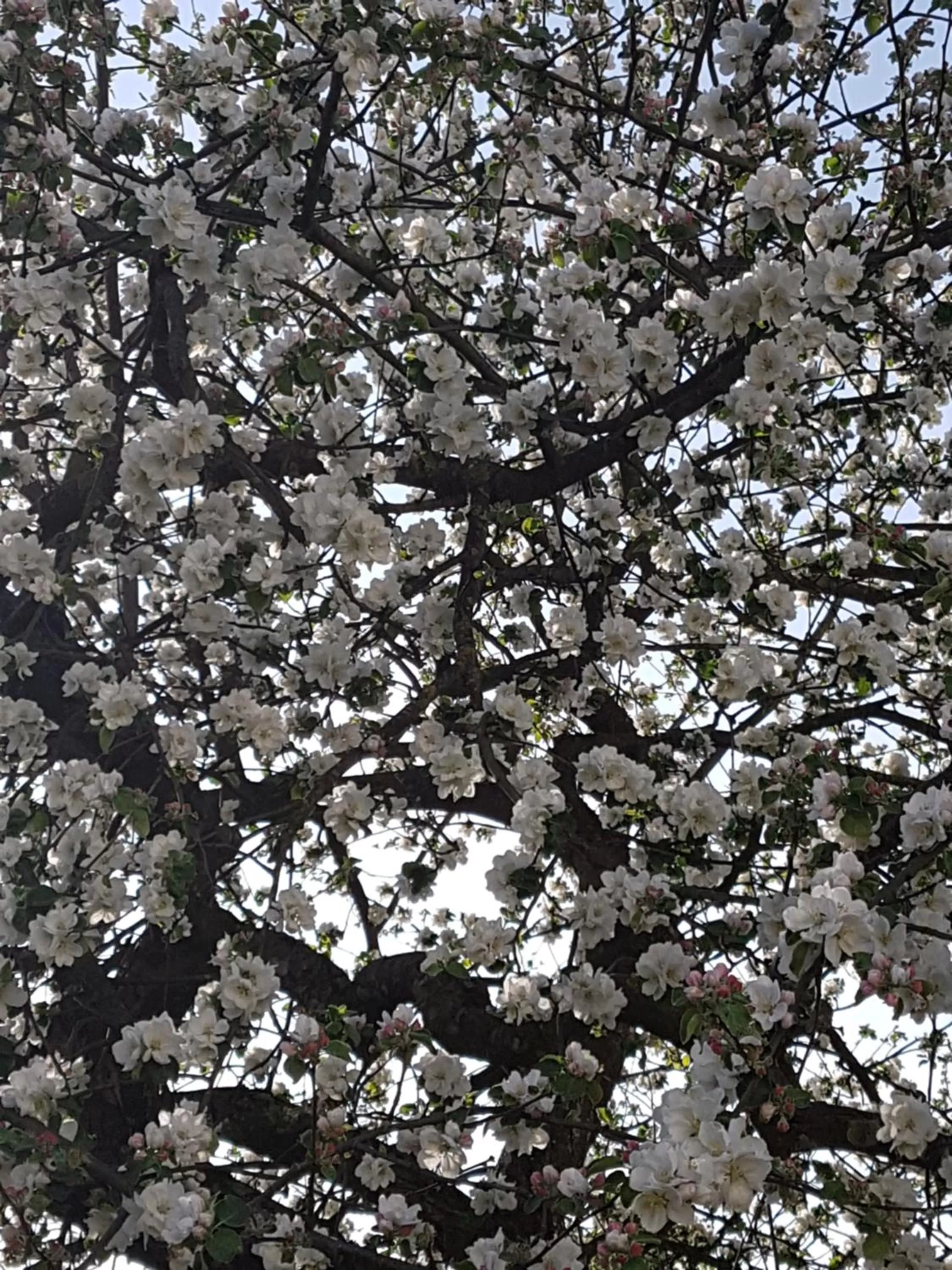 Spring in Kurhotel Anders