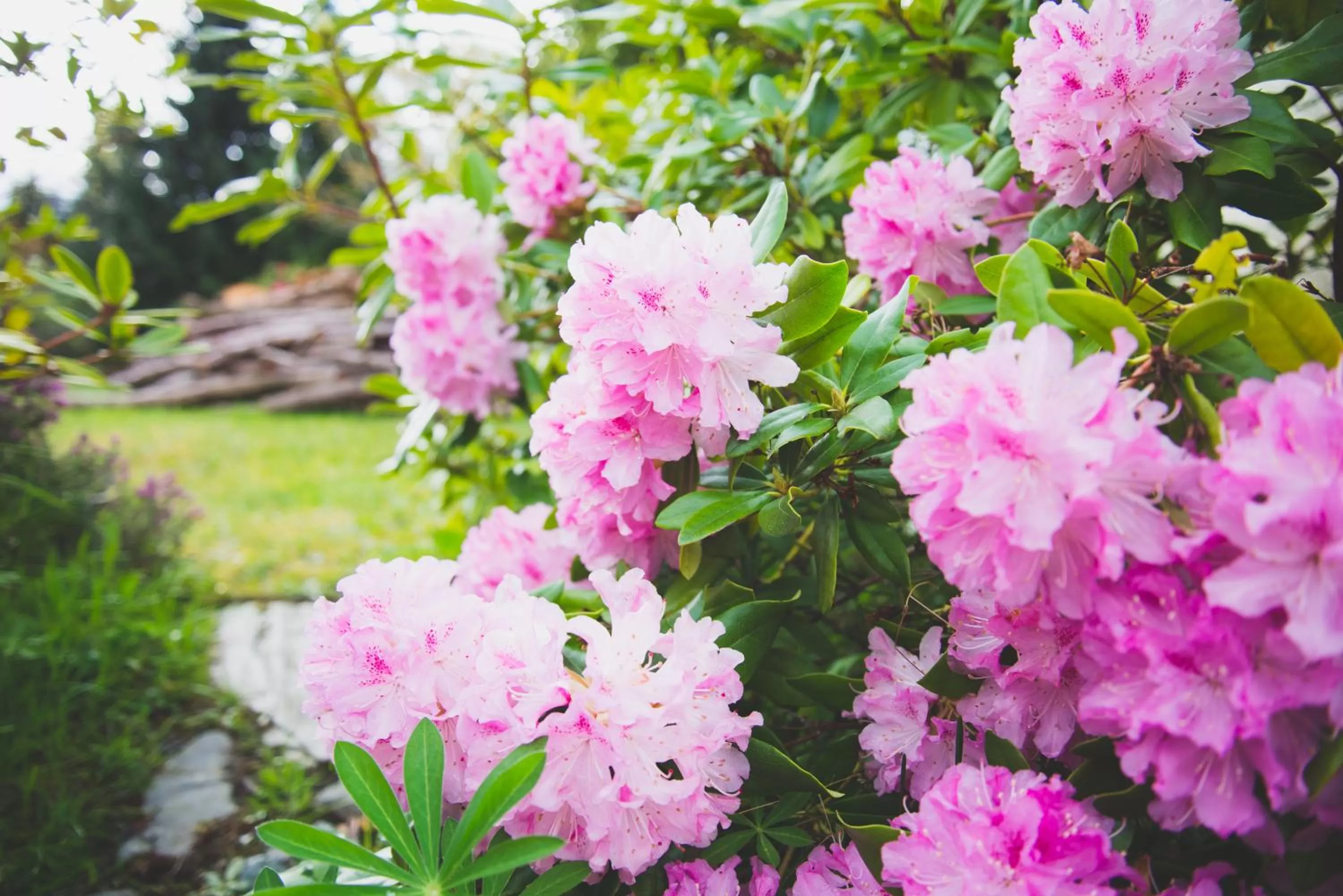 Twin Room in Alpenhorn Motel