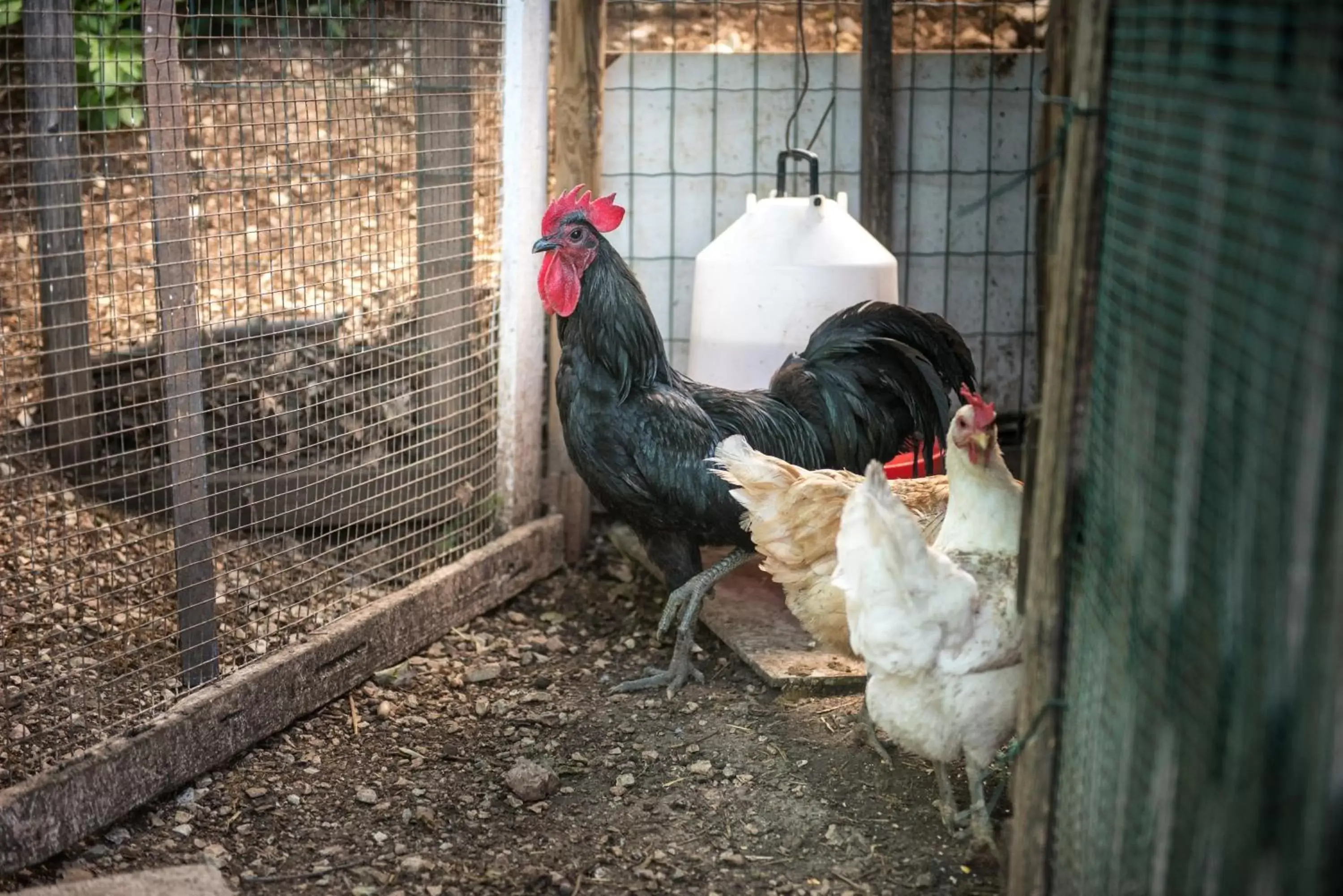 L'Agrifoglio di Assisi Residenza di Campagna