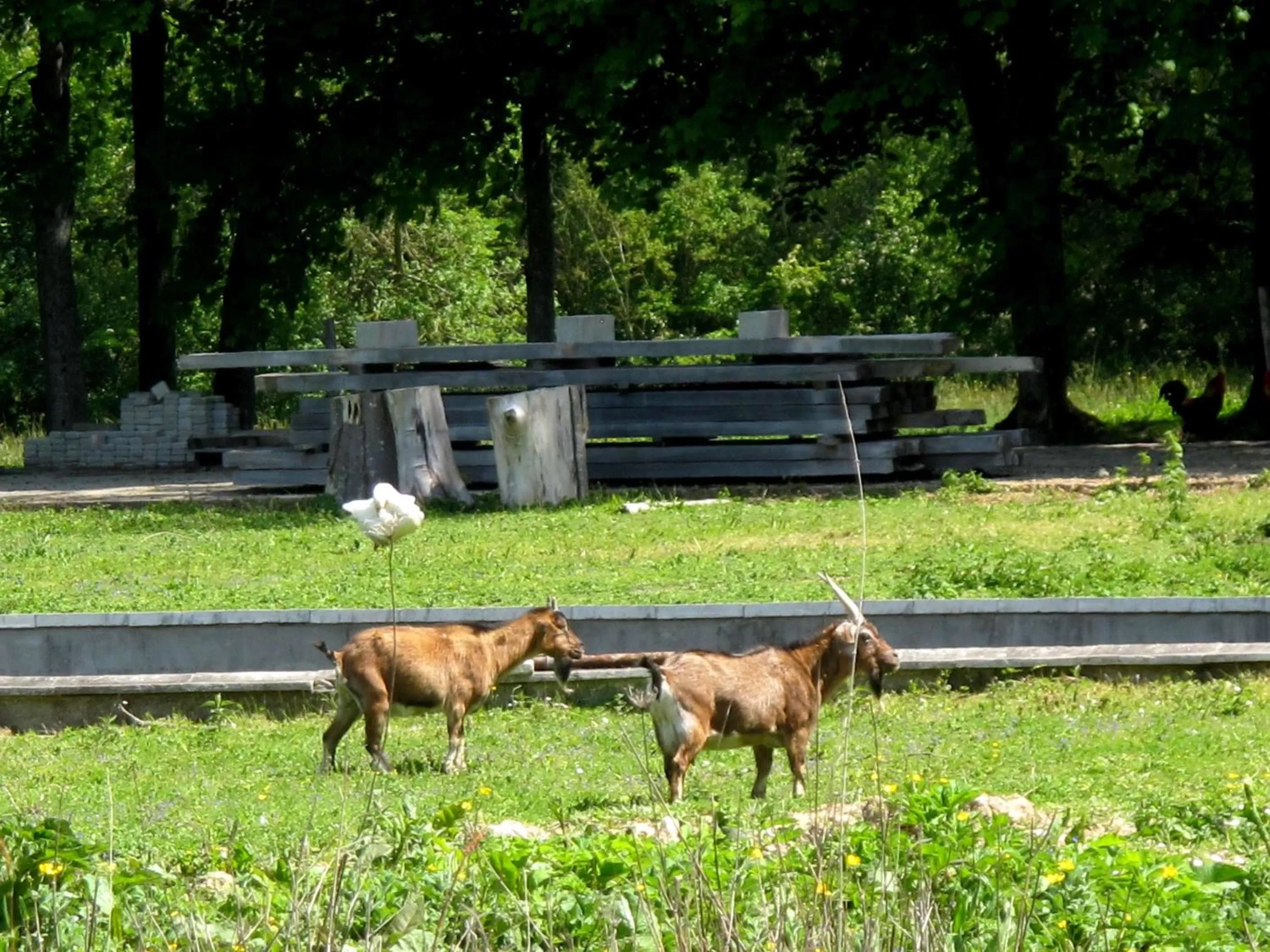Pets, Other Animals in Manoir de la Rémonière