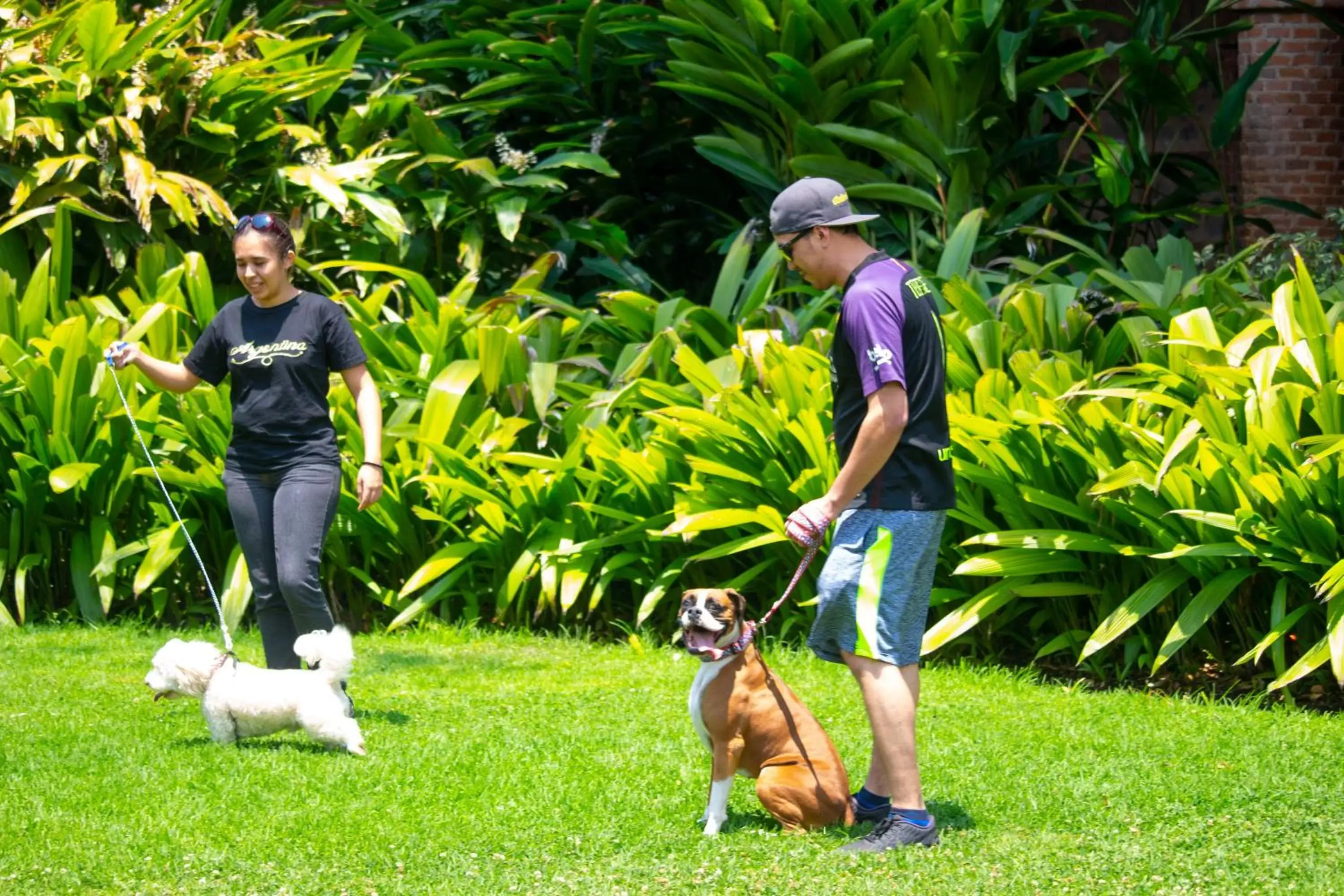 Pets in Porta Hotel Antigua