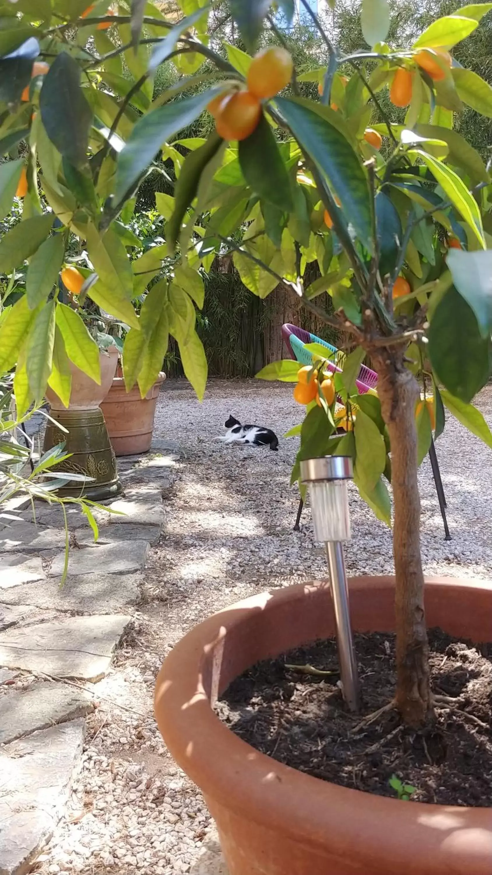 Garden in Hôtel Le Victoria