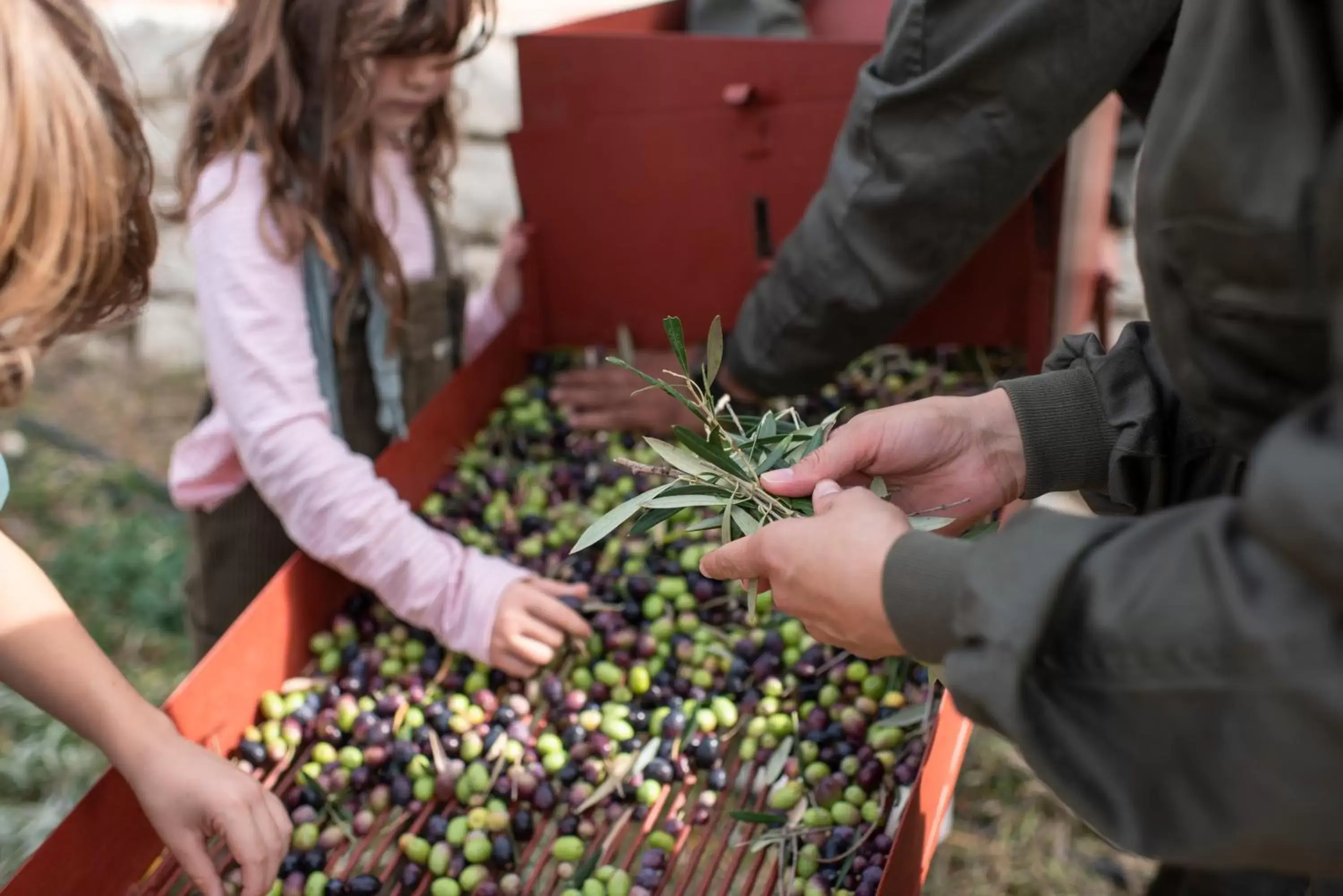 Other Activities in Cortijo LA Organic