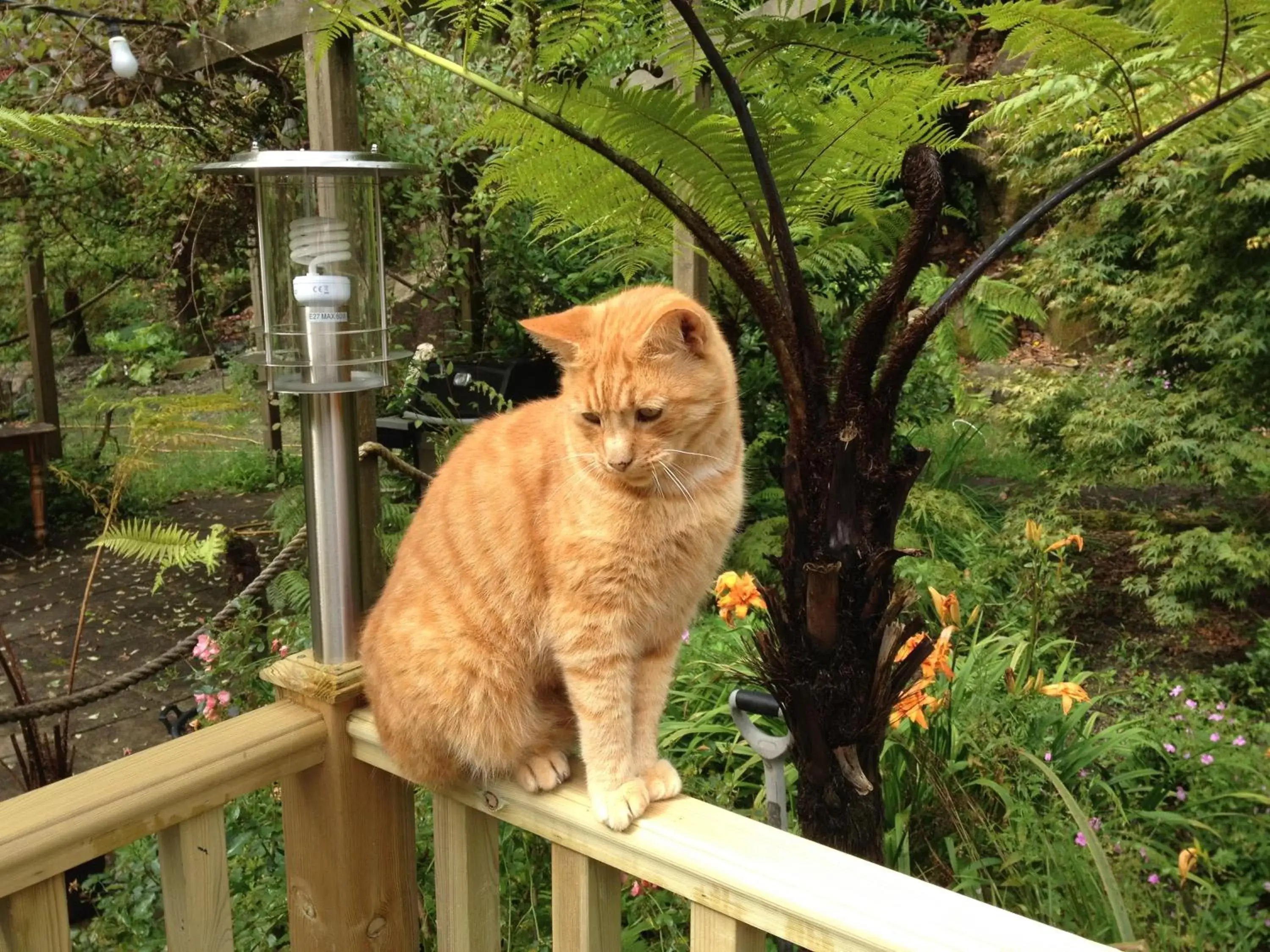 Garden, Pets in The Waterwheel