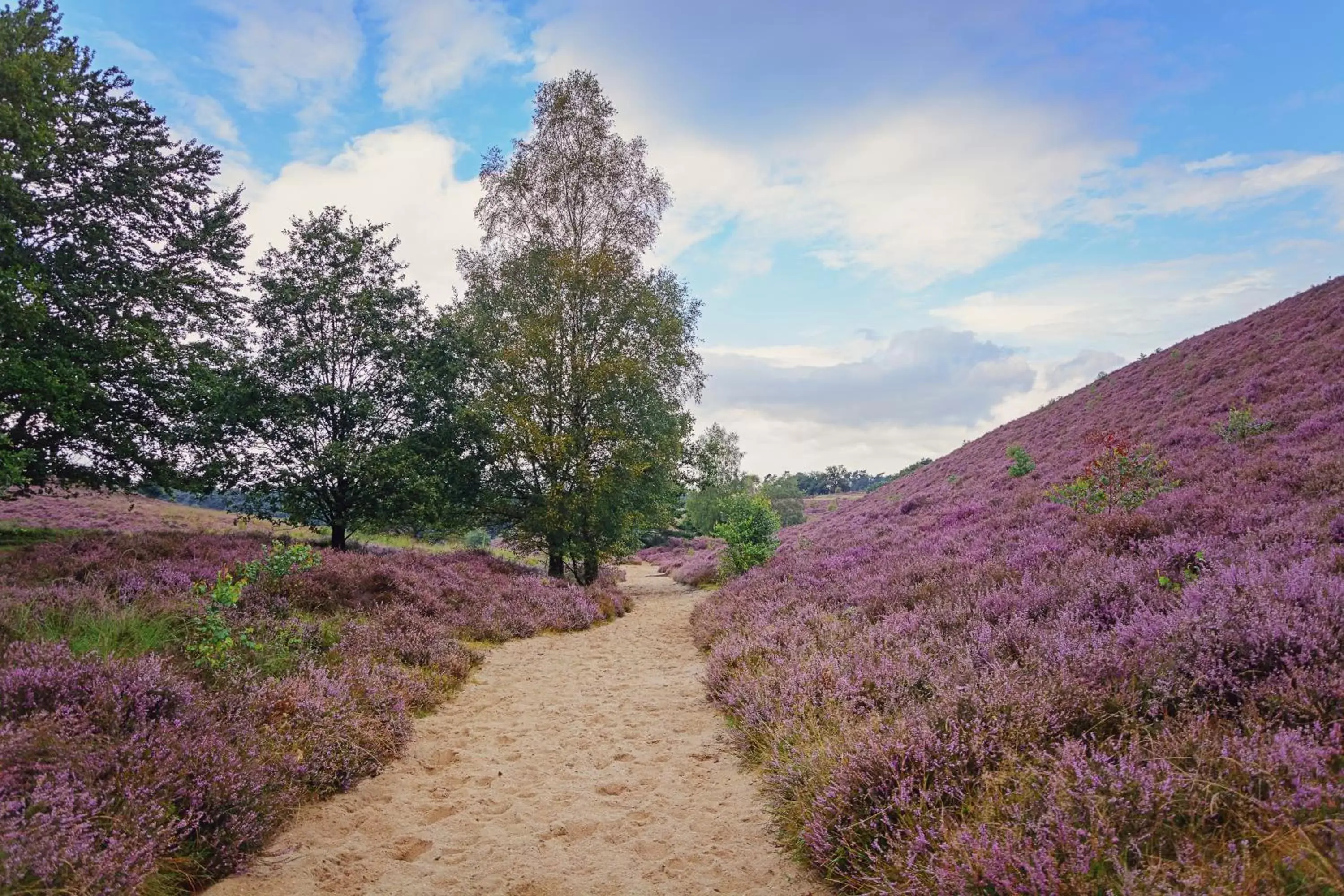 Natural landscape in Human & Horse Hotel