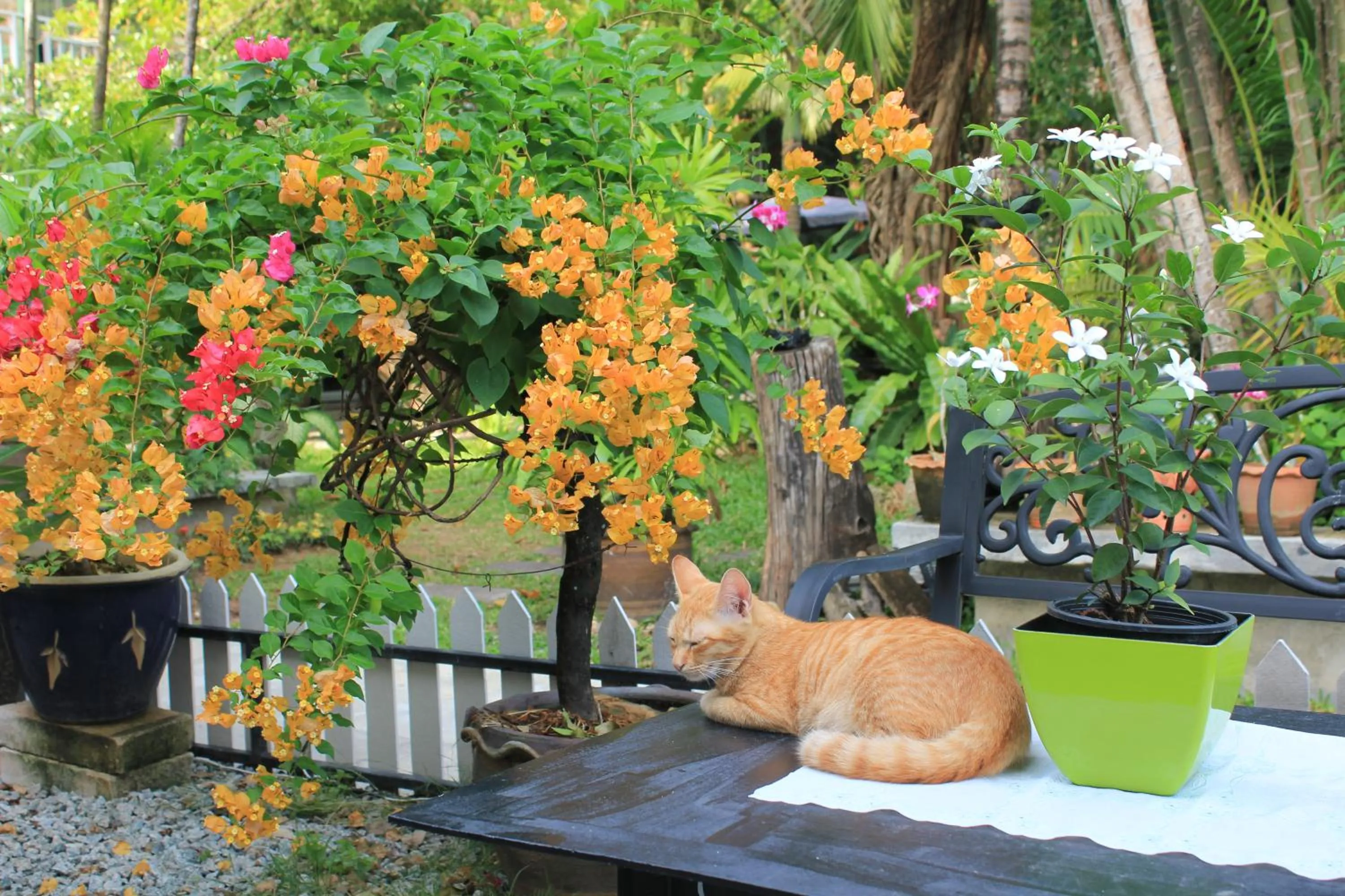 Garden view in Eat n Sleep