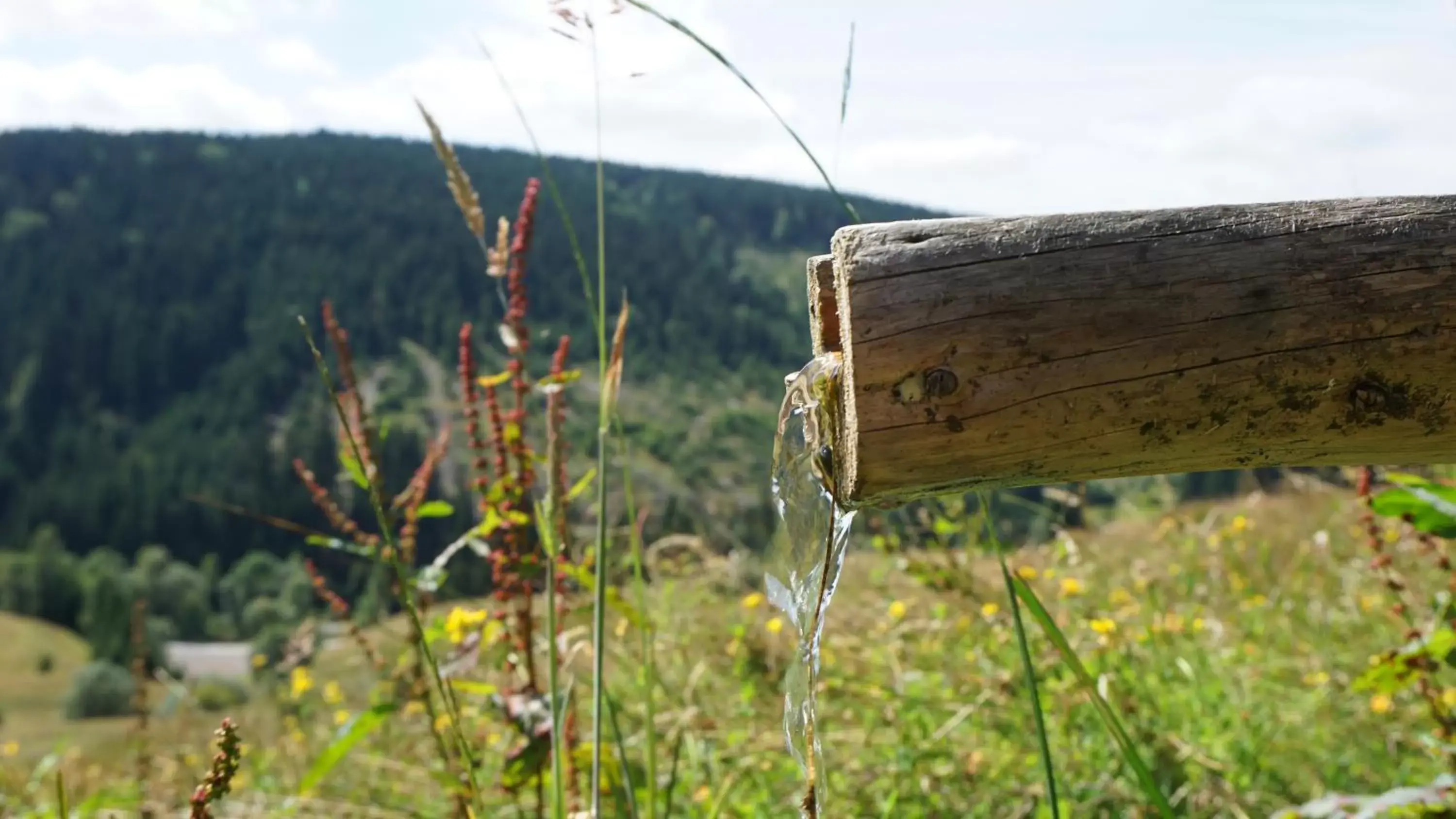 Natural landscape, Other Animals in Hotel Beck