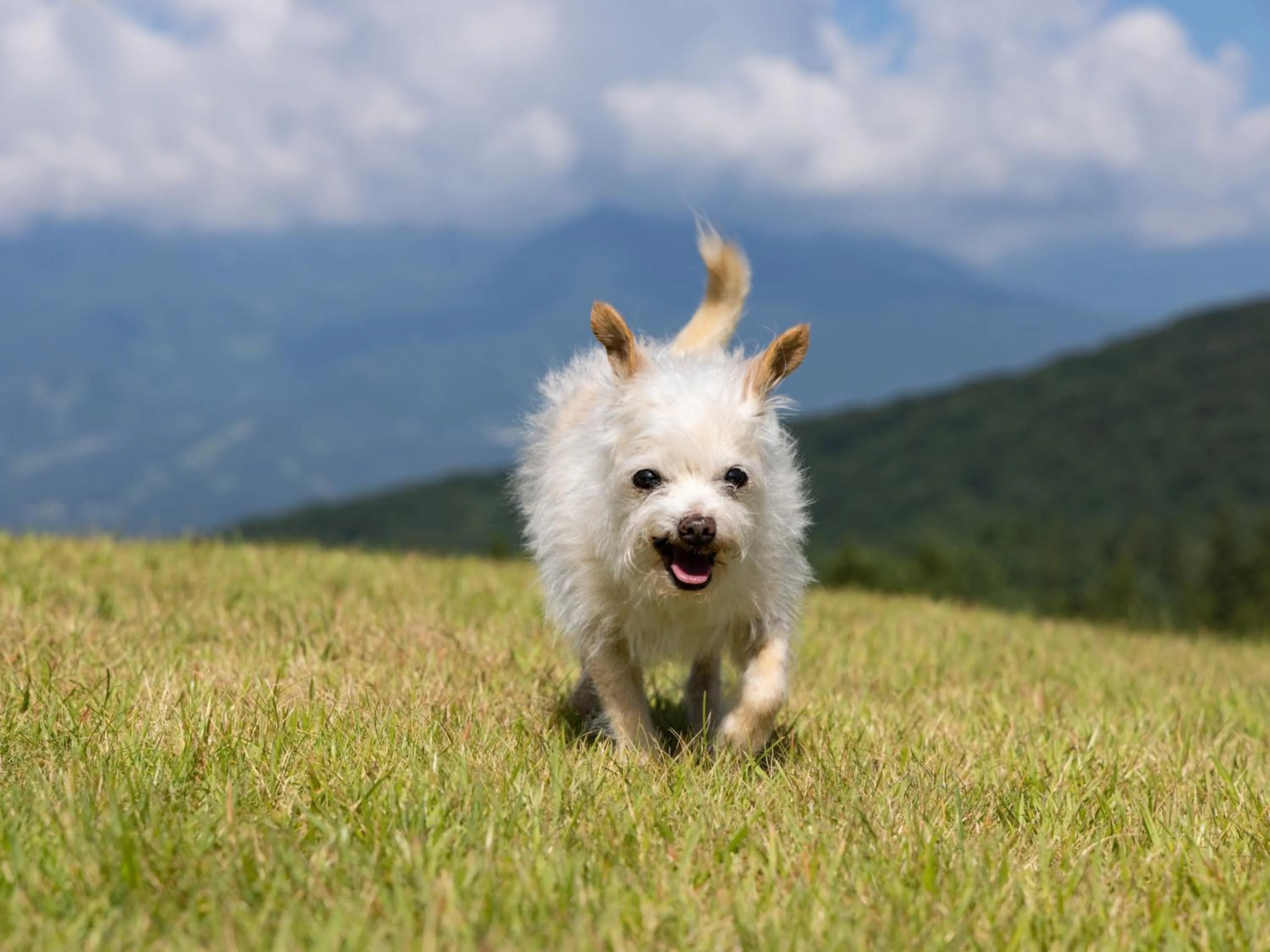 Animals in APA Hotel & Resort Joetsu Myoko