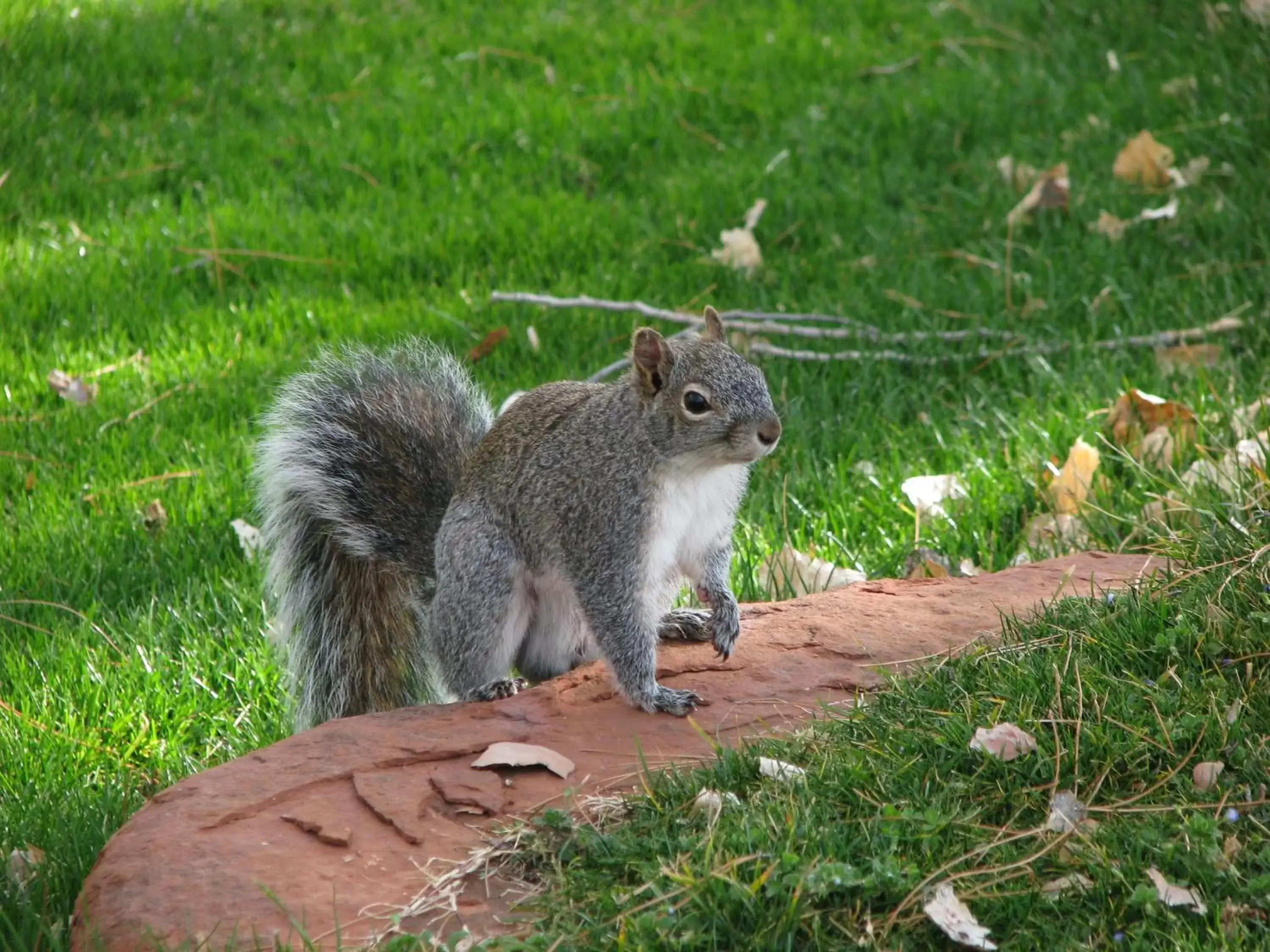 Animals, Other Animals in Villas at Poco Diablo, a VRI resort