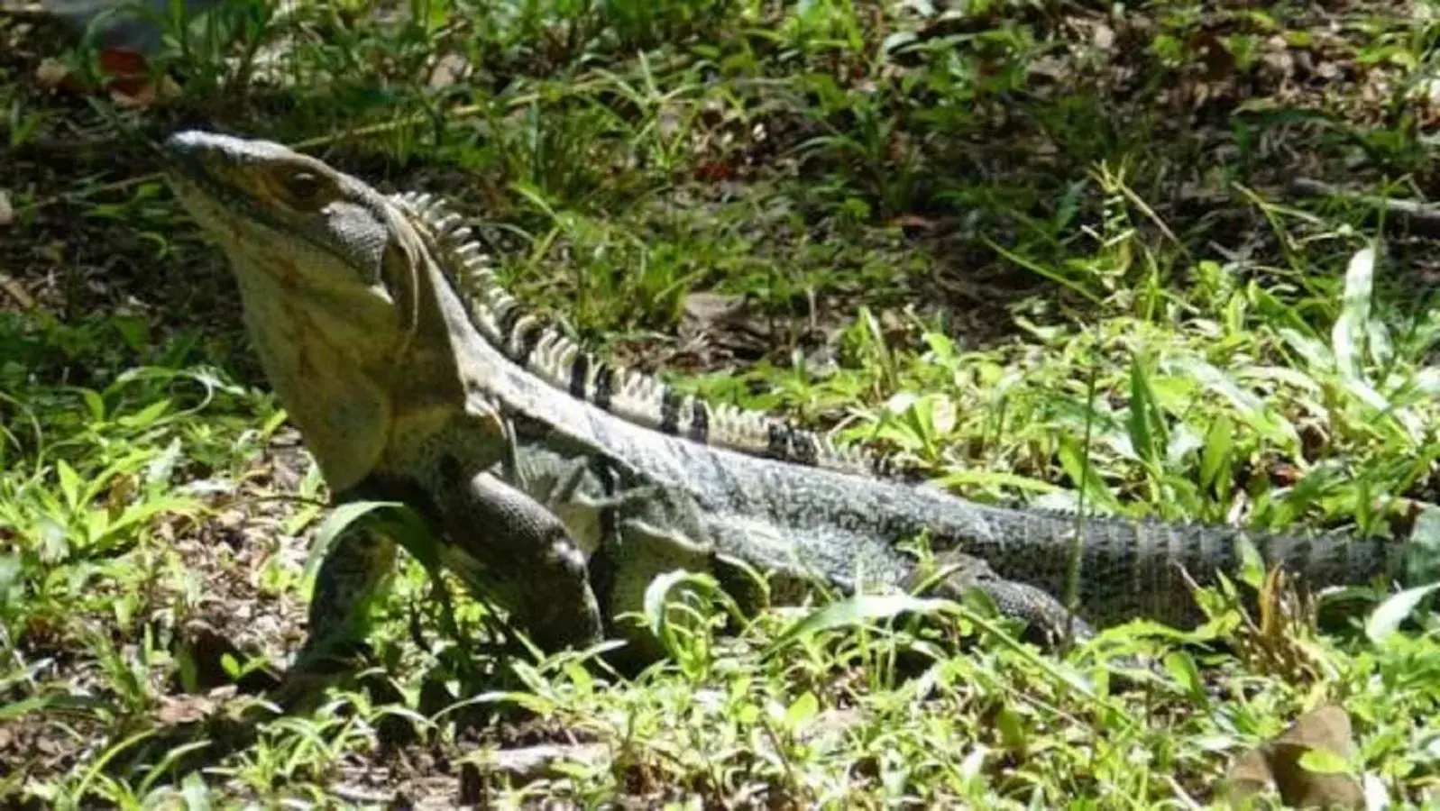 Day, Other Animals in Villas Macondo