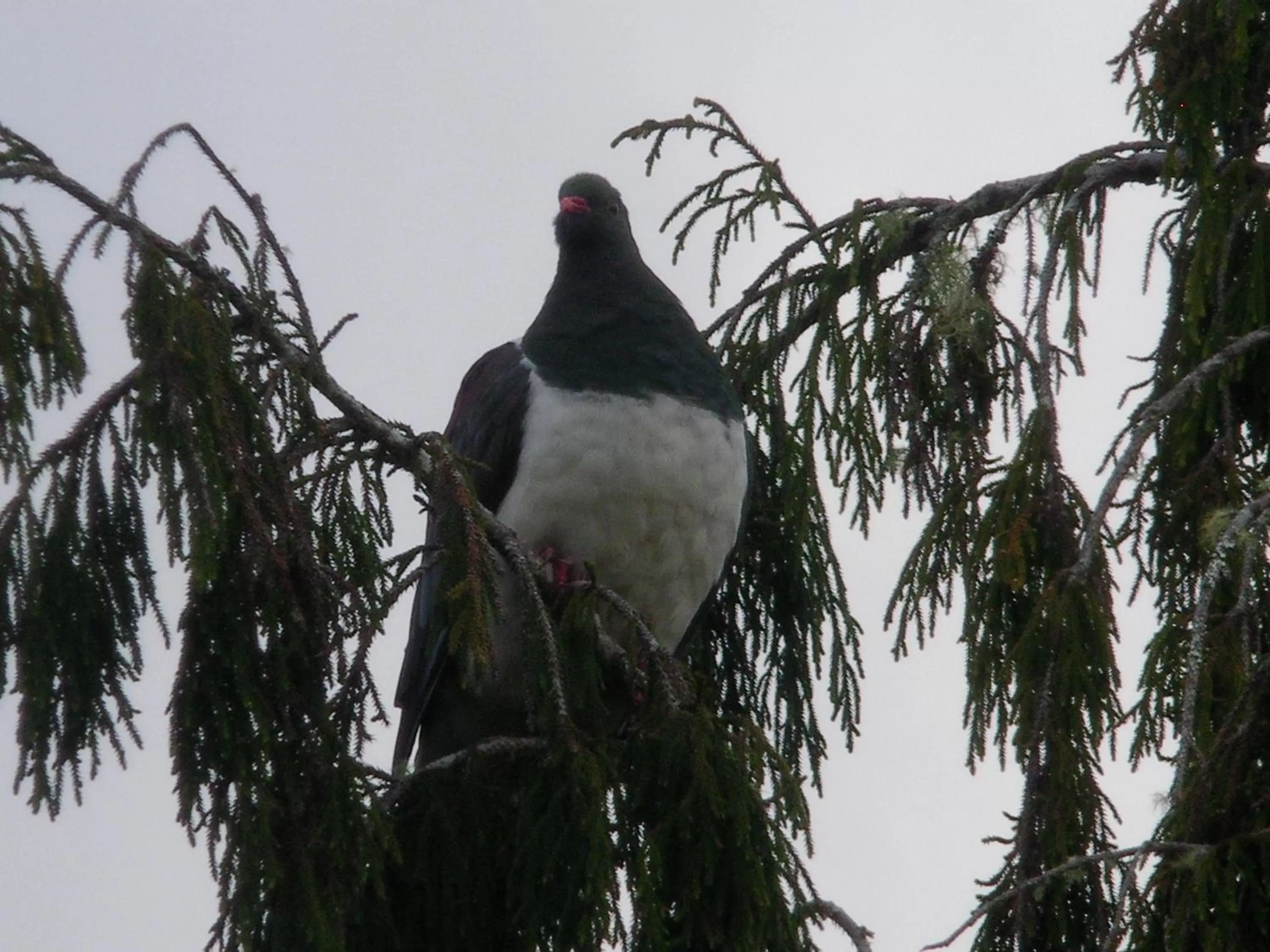 Animals in Mahinapua Retreat B&B