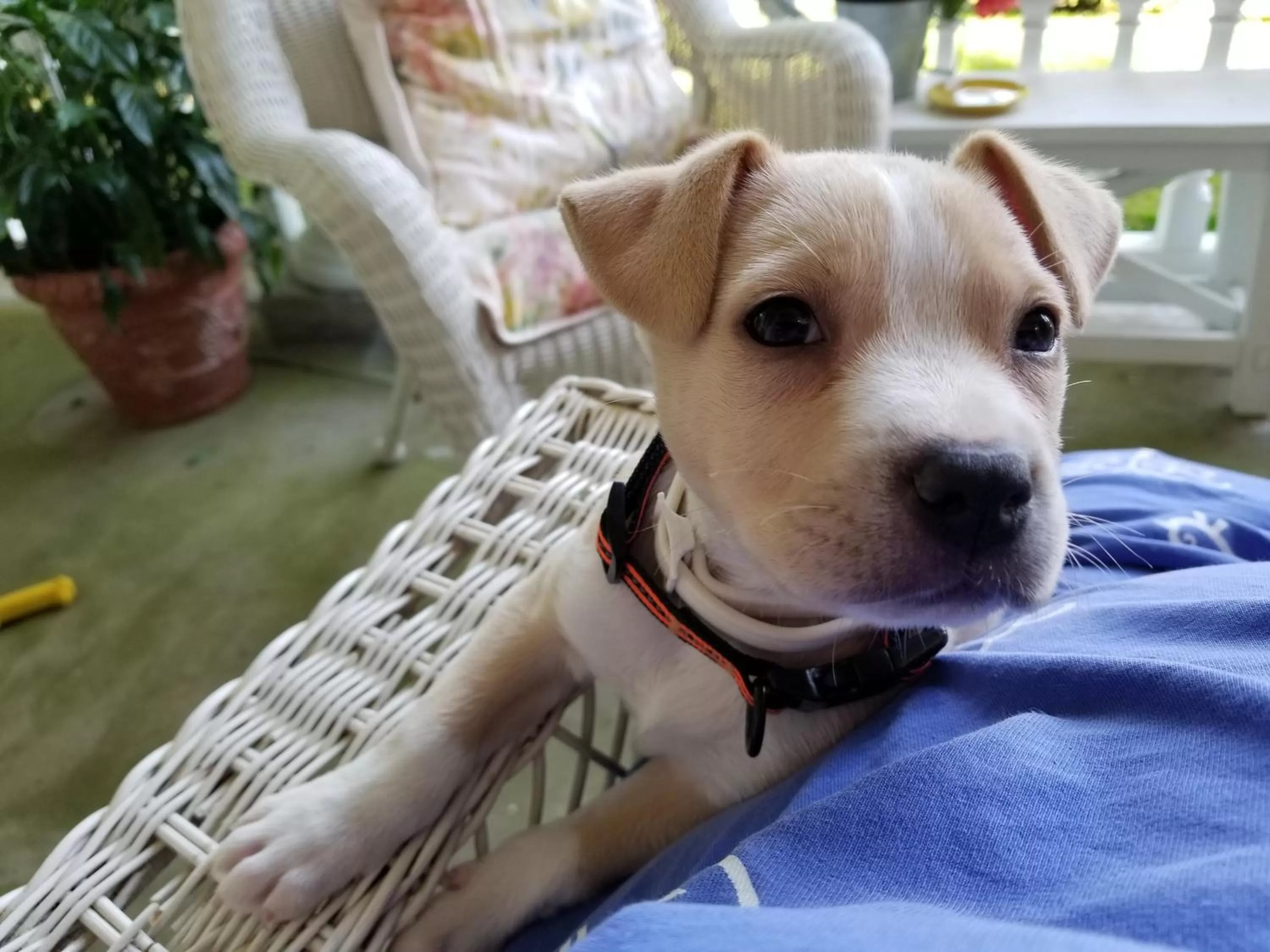 Property building, Pets in Rosemont B&B Cottages