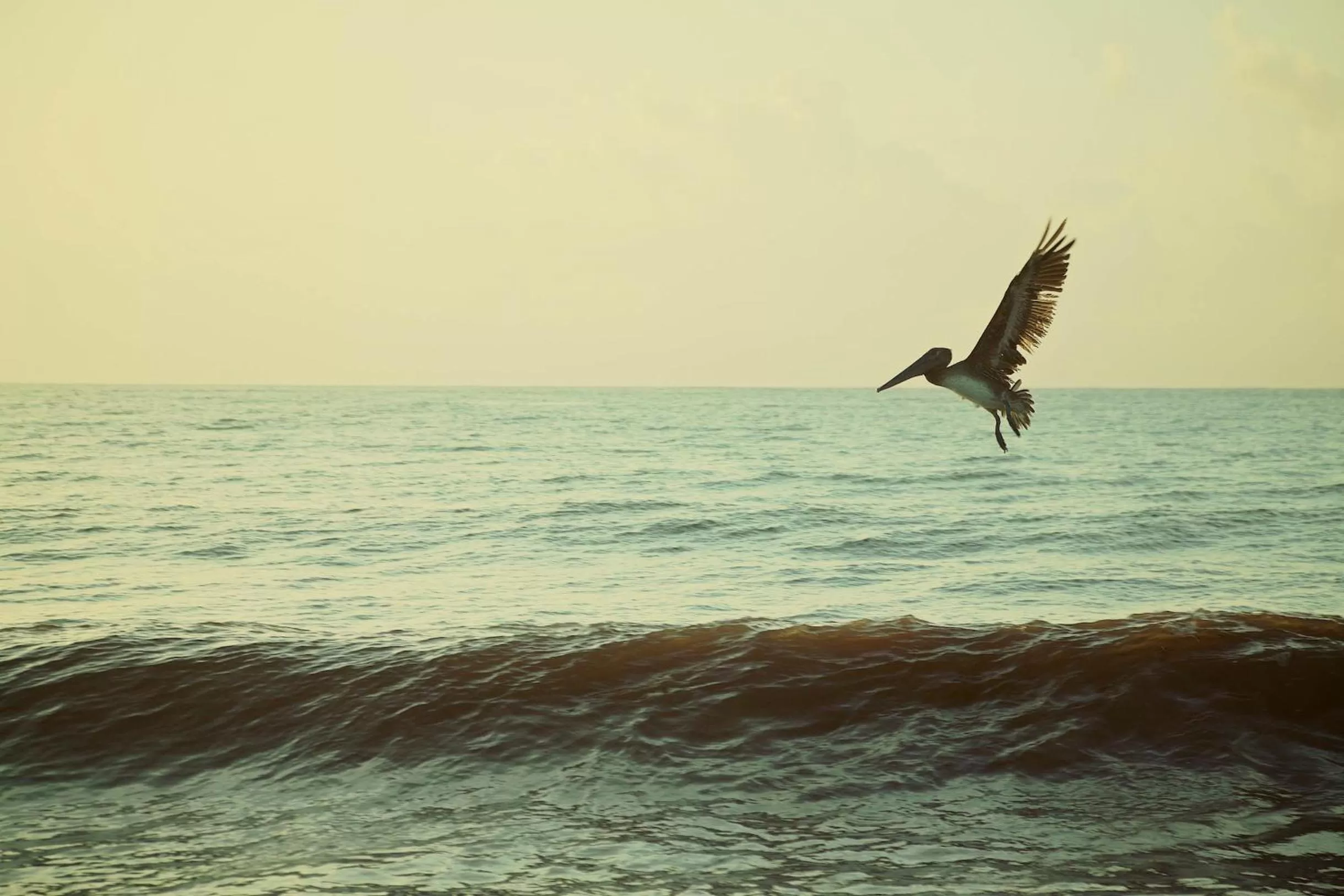 Animals in Punta Piedra Beach Posada