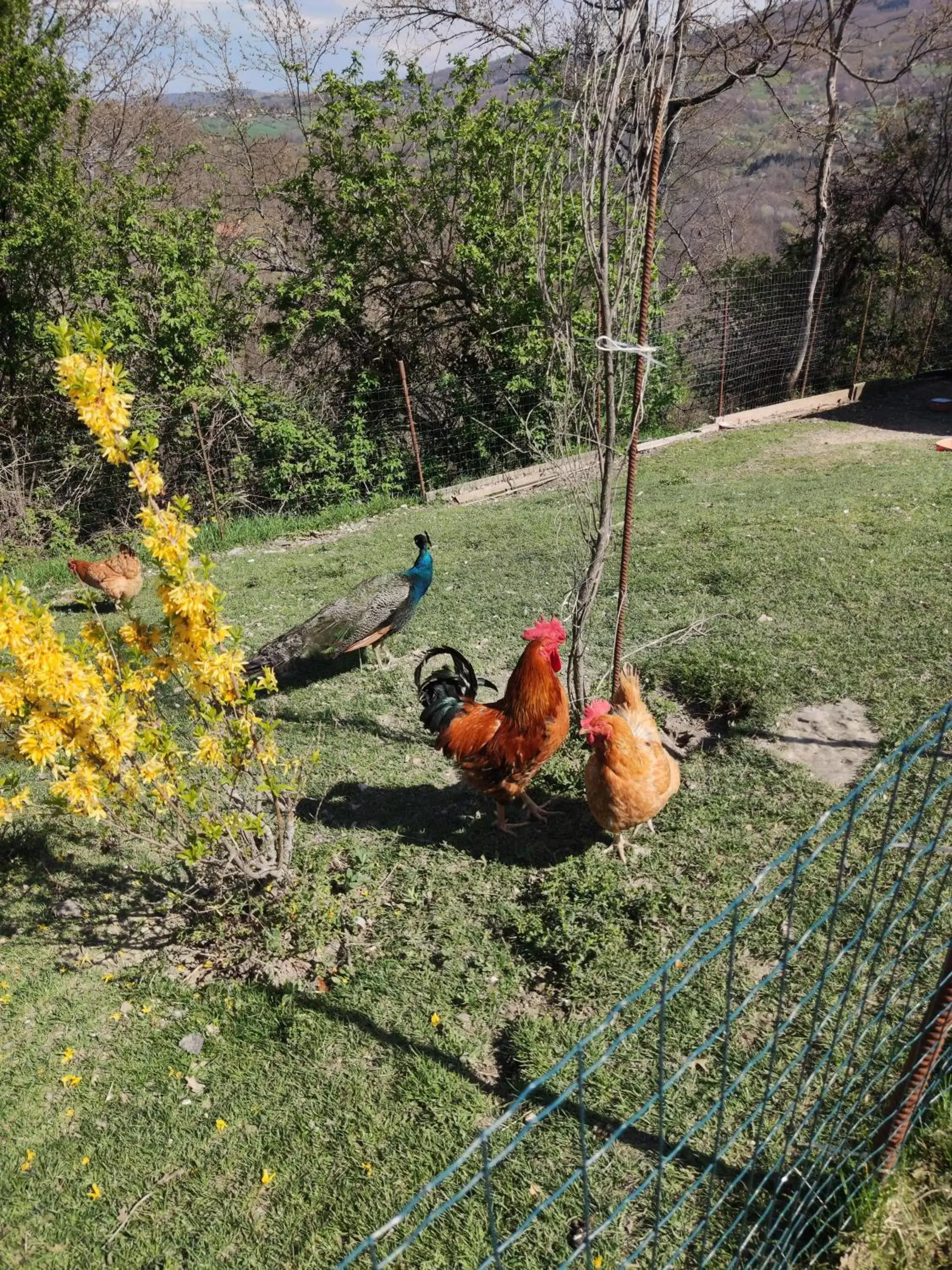 Natural landscape, Other Animals in BeB Le Masere