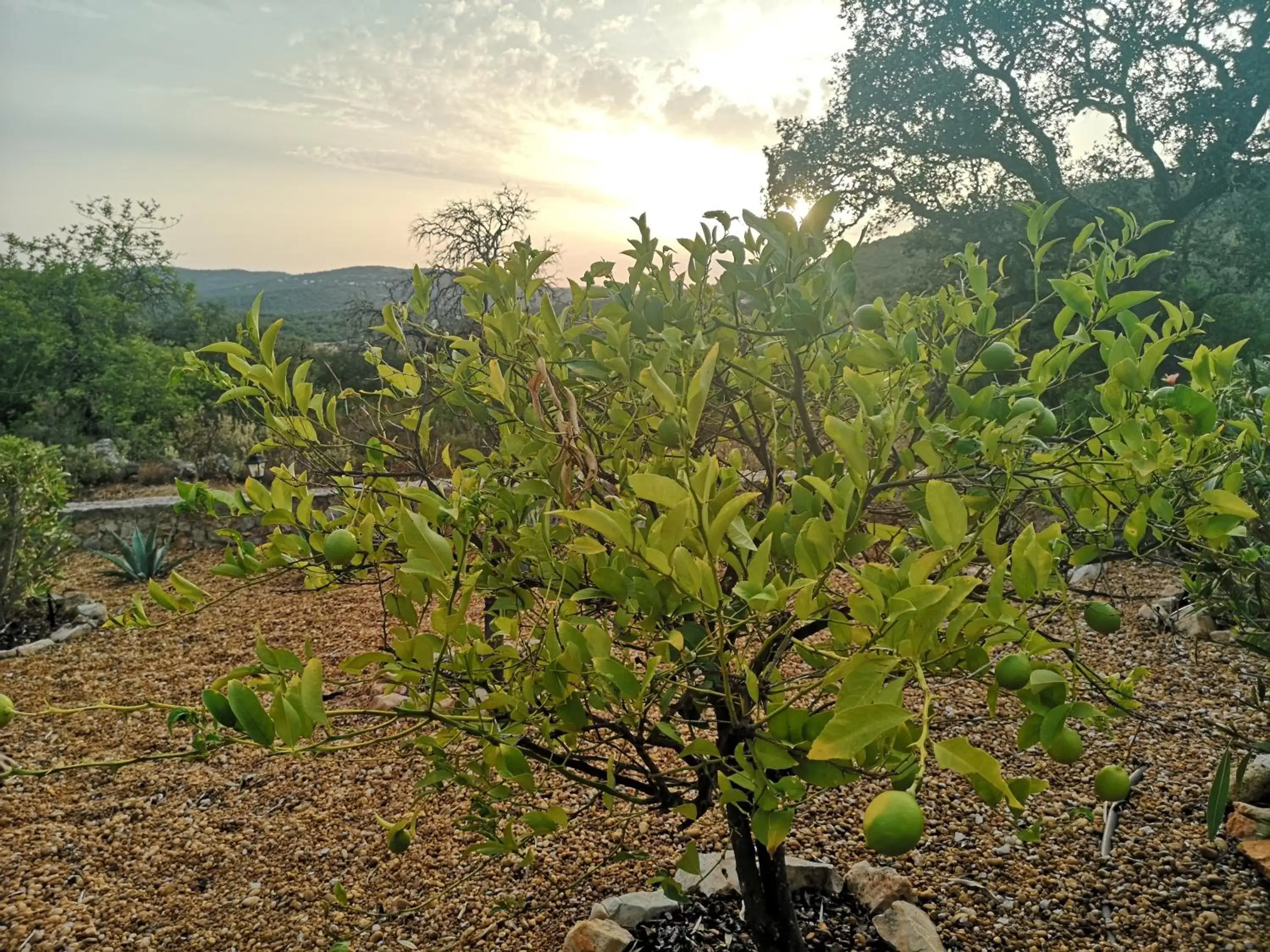 Garden in Quinta Da Familia