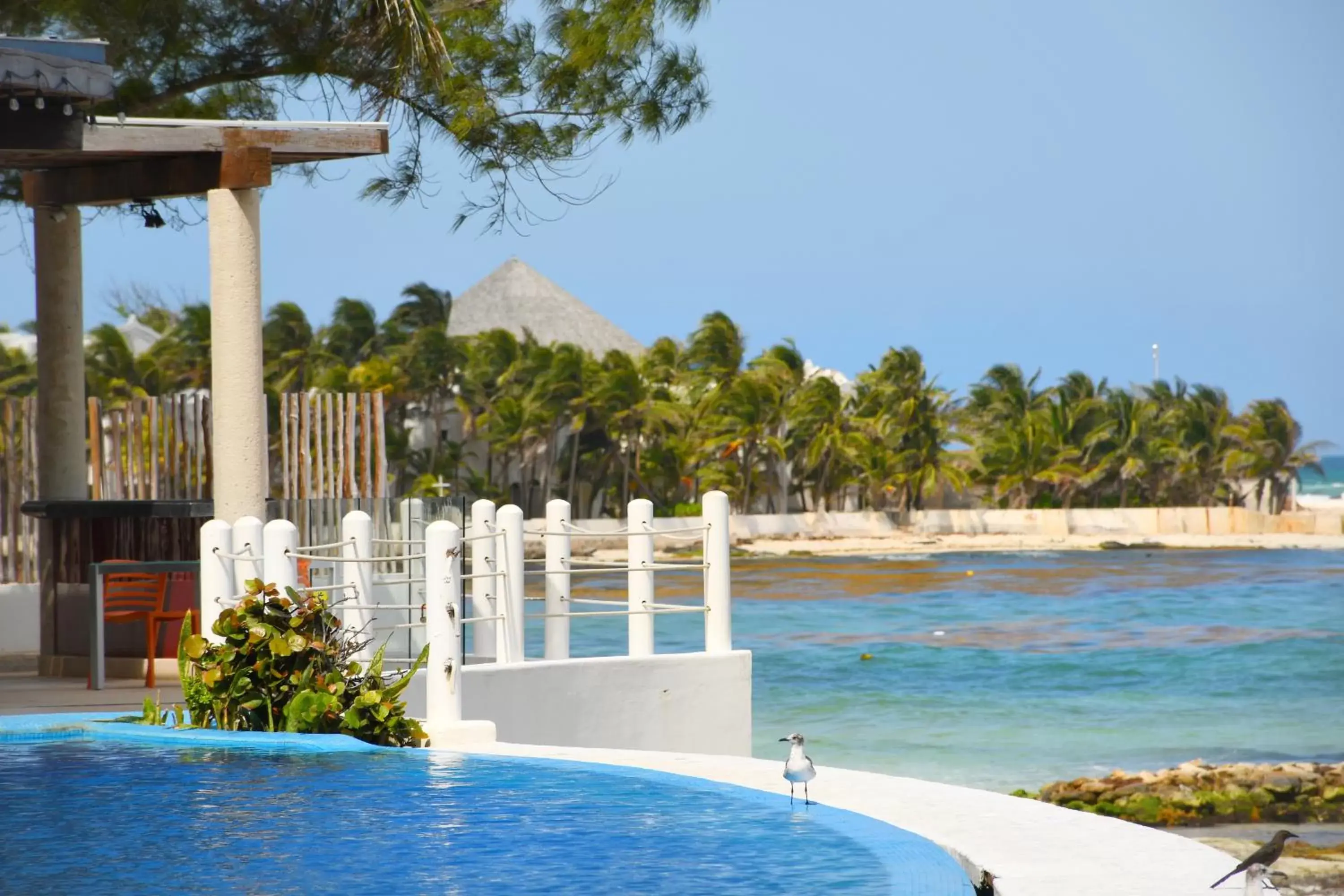 Beach, Swimming Pool in Senses Riviera Maya by Artisan - Optional All inclusive-Adults only