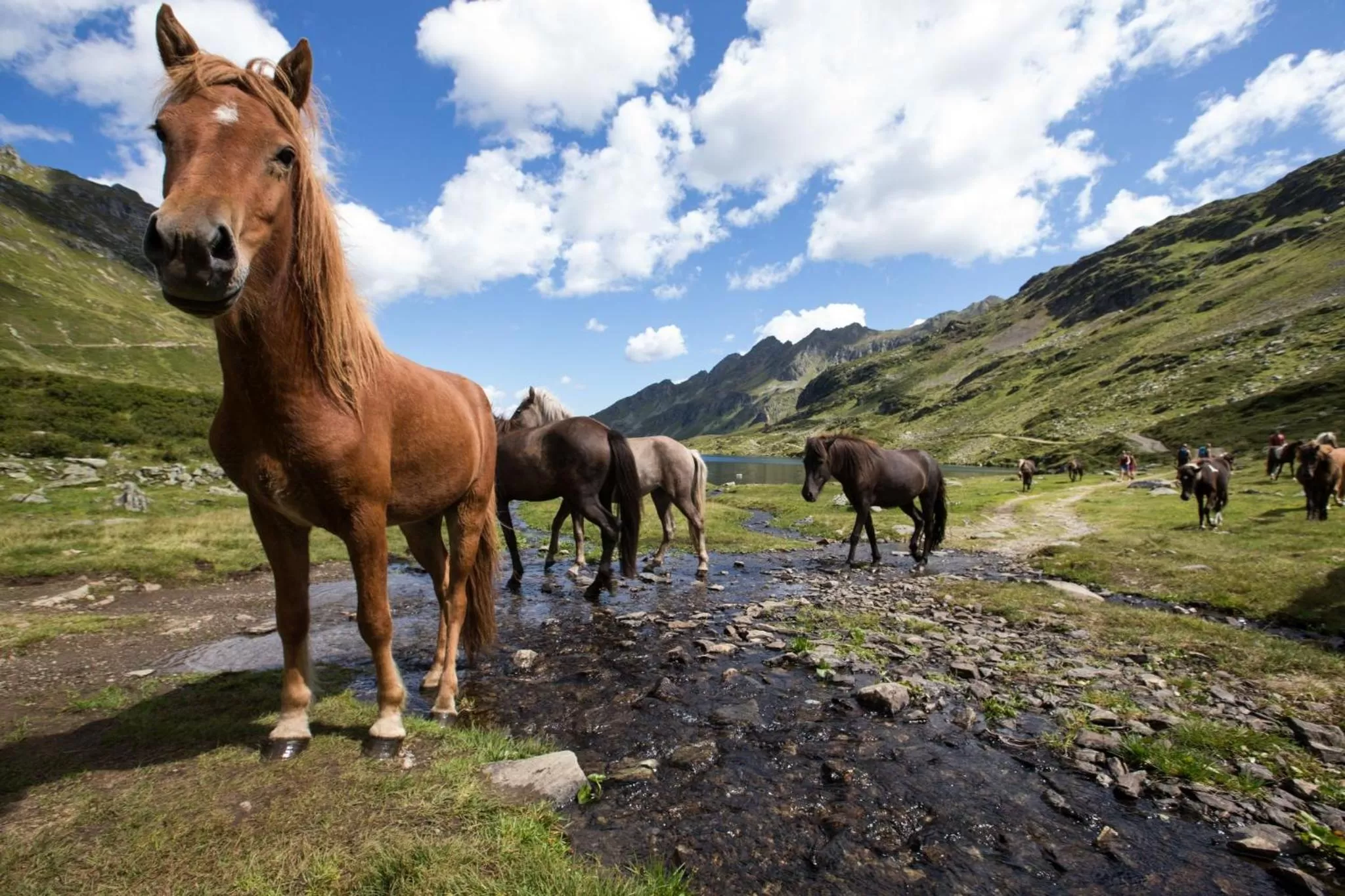 Horse-riding in Seiterhof