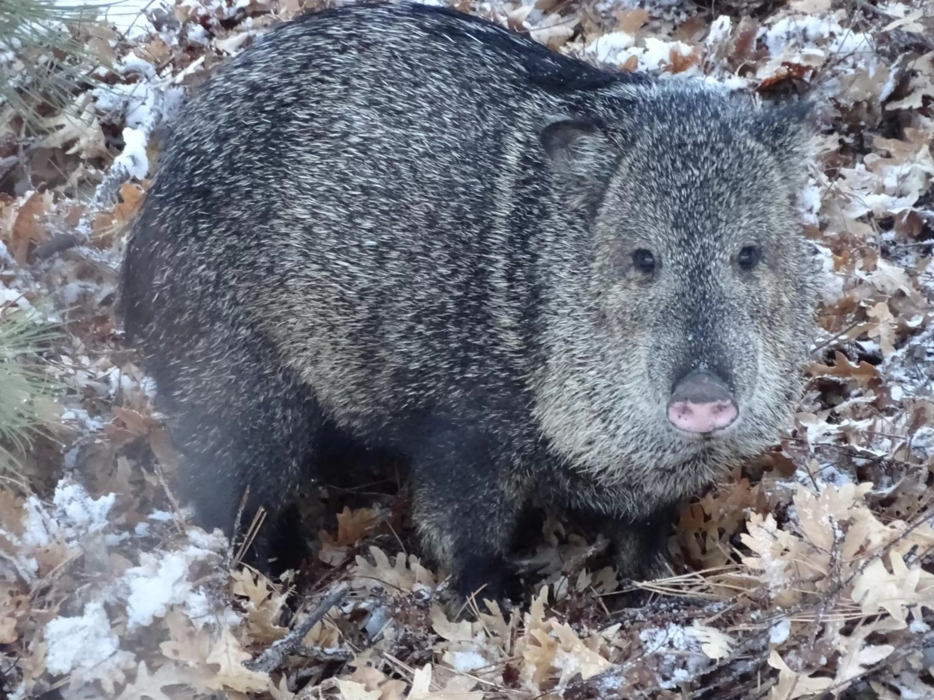 Other Animals in Sheridan House Inn- Adult Only Accommodation