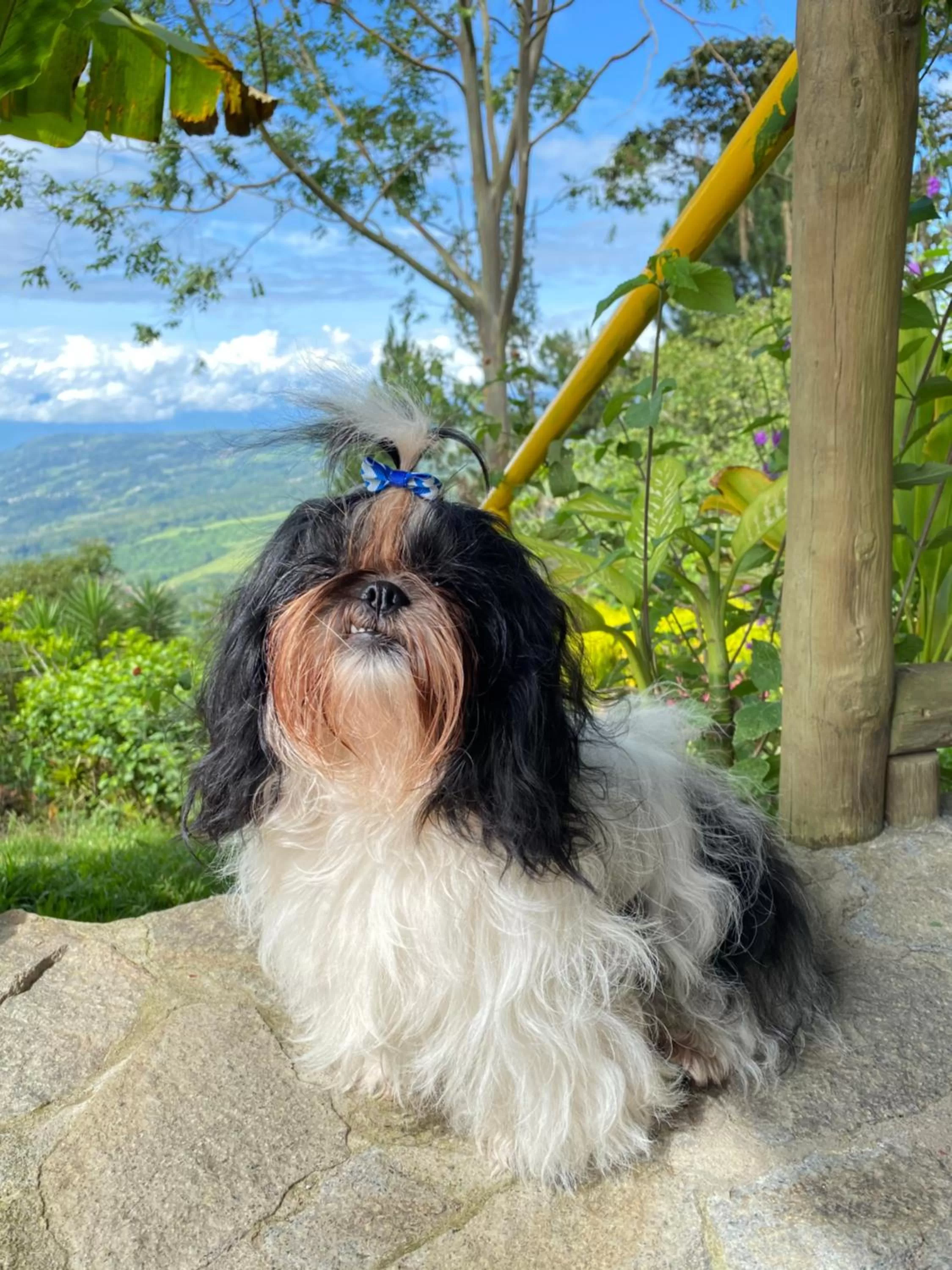 Animals, Pets in Vista Turrialba Lodge