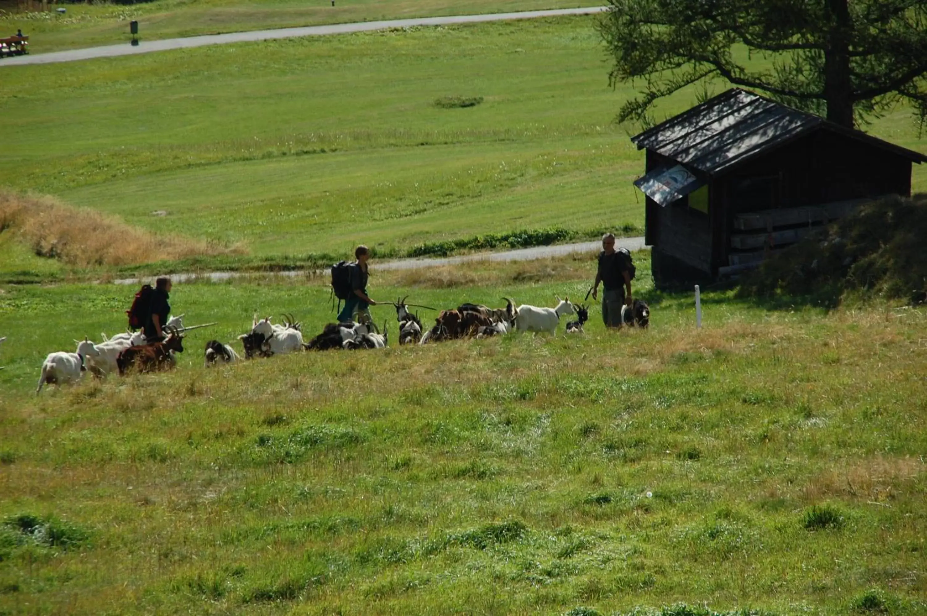 Summer, Horseback Riding in Hotel Garni Jägerhof