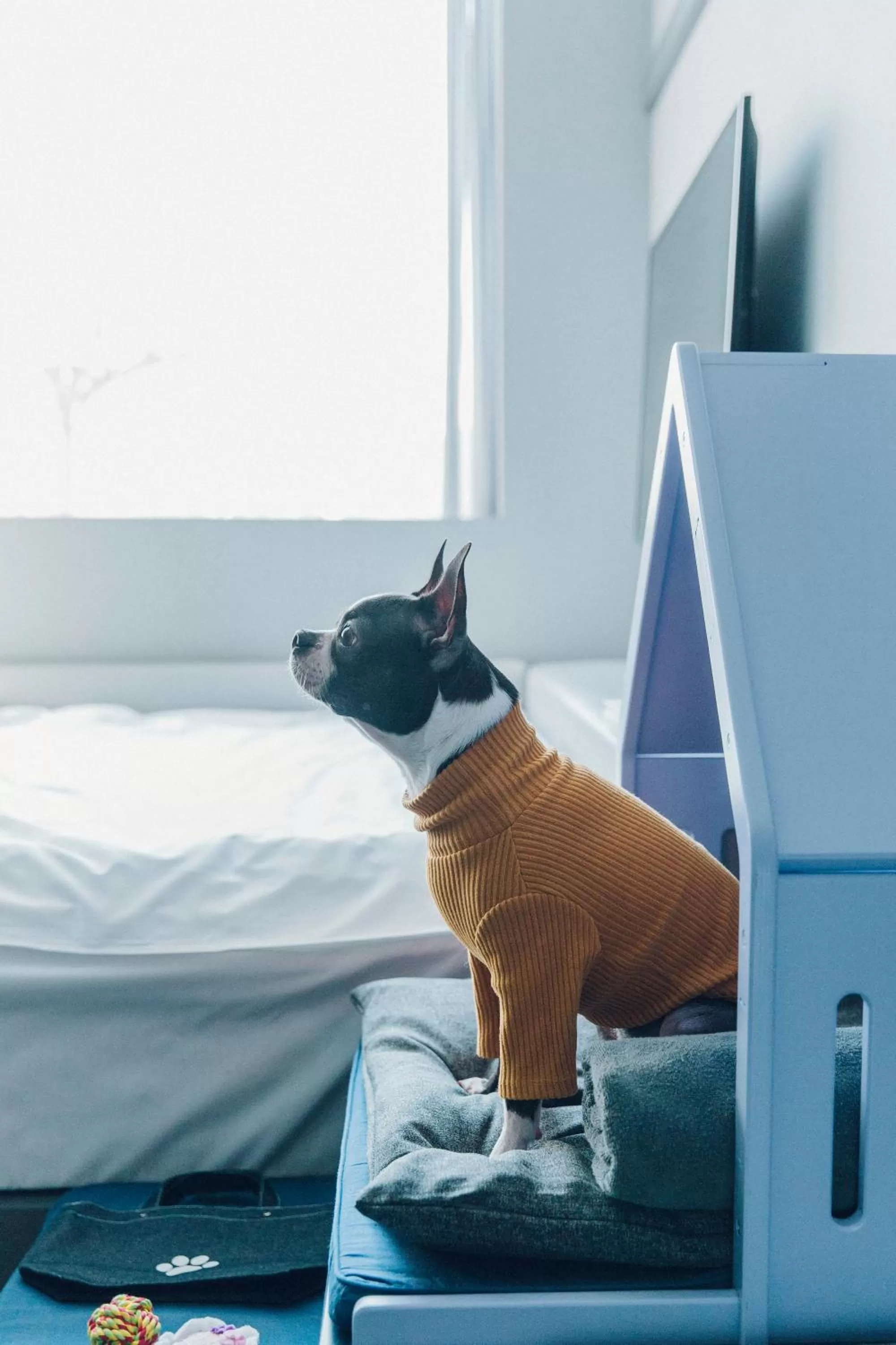 Pets, Bed in Hotel Cappuccino