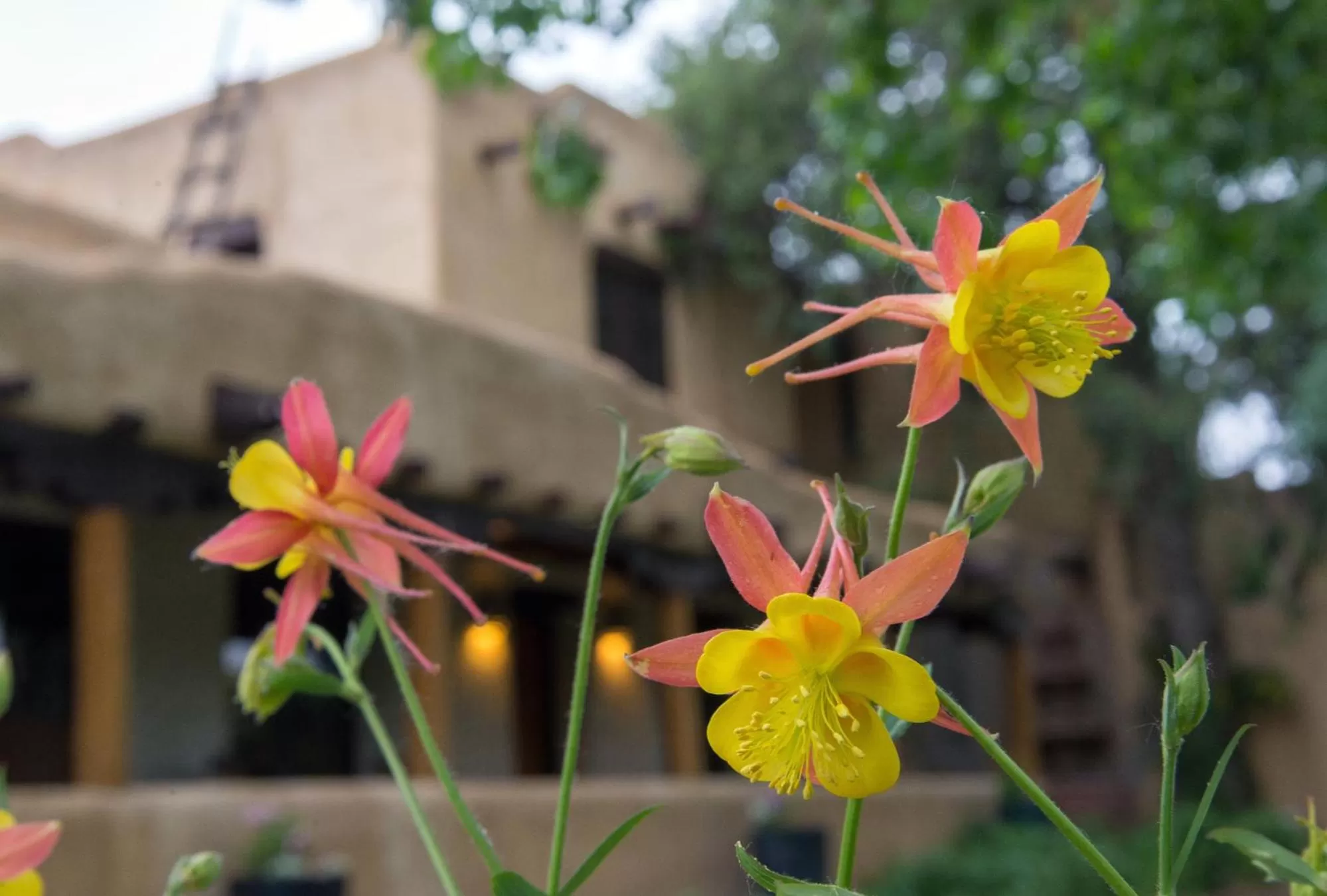 Property building in Inn on La Loma Plaza