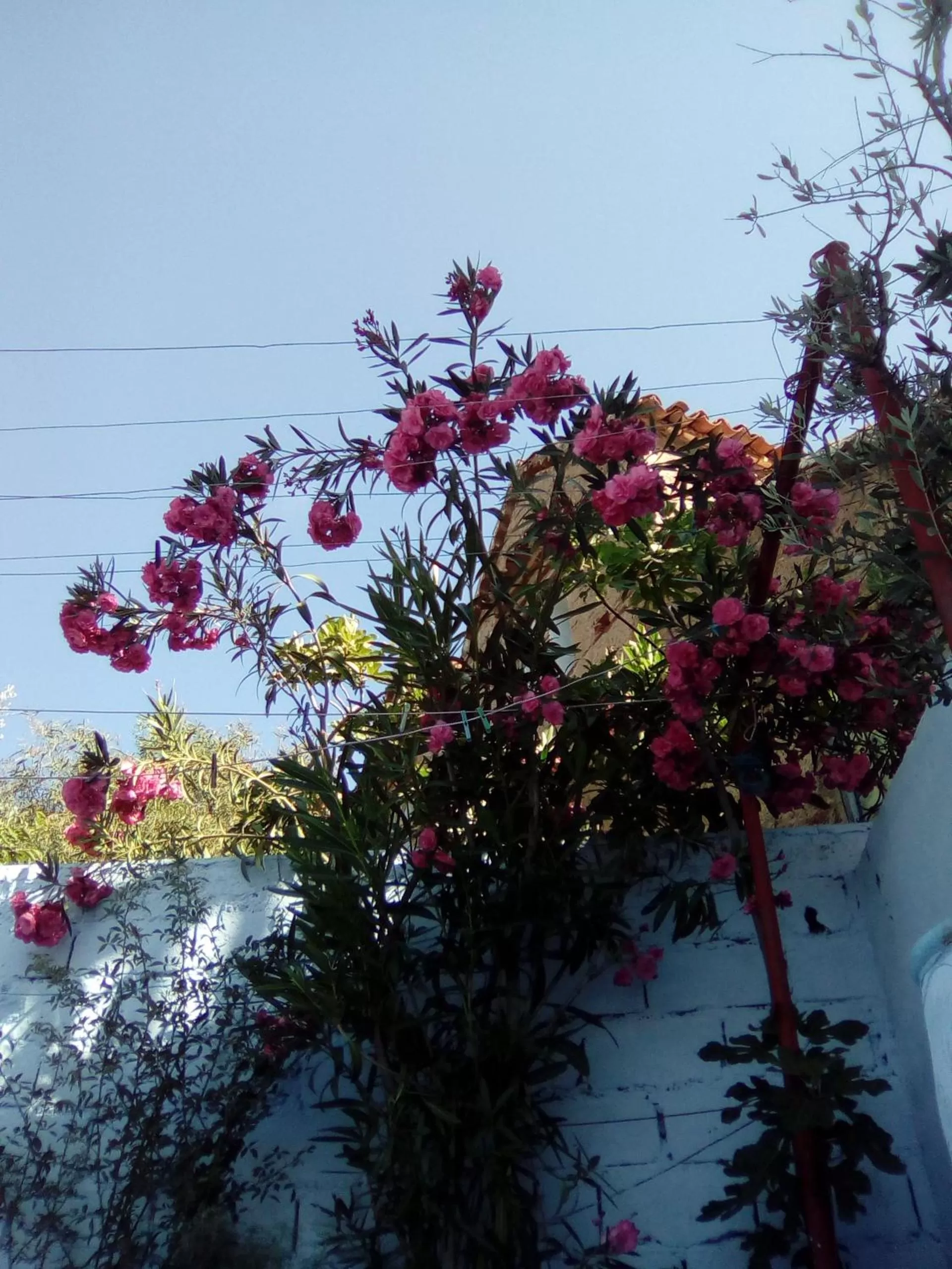 Natural landscape in Dar Dalia