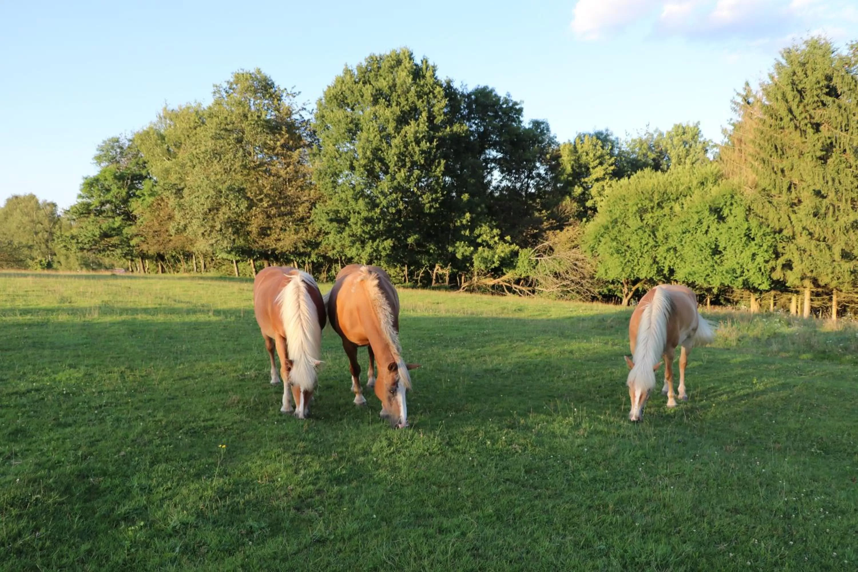 Day, Other Animals in L'Etable Gourmande