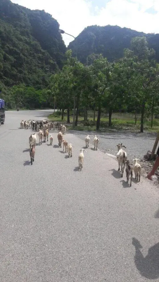 Natural landscape, Other Animals in Camellia Hotel