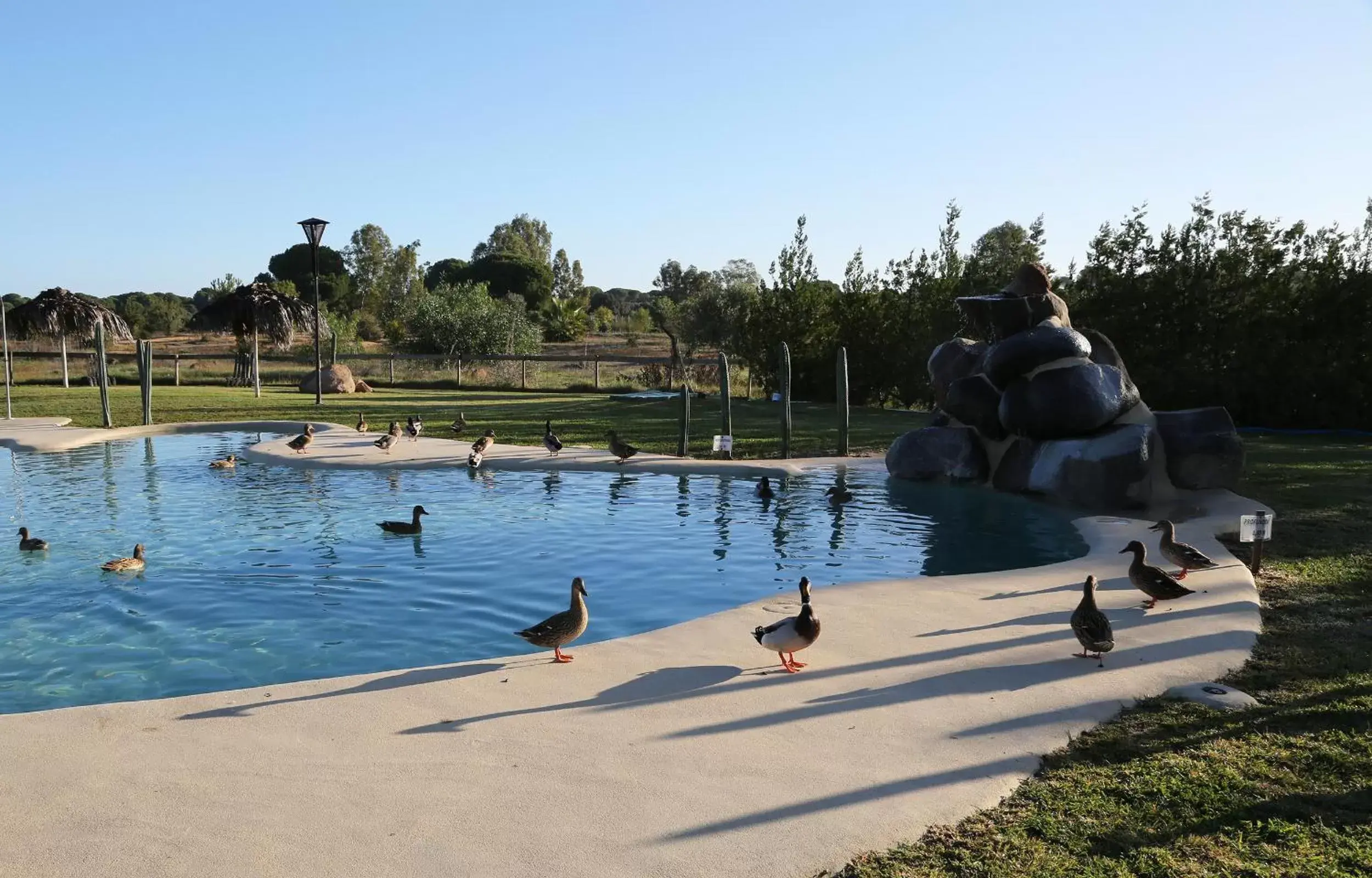 , Swimming Pool in Ardea Purpurea