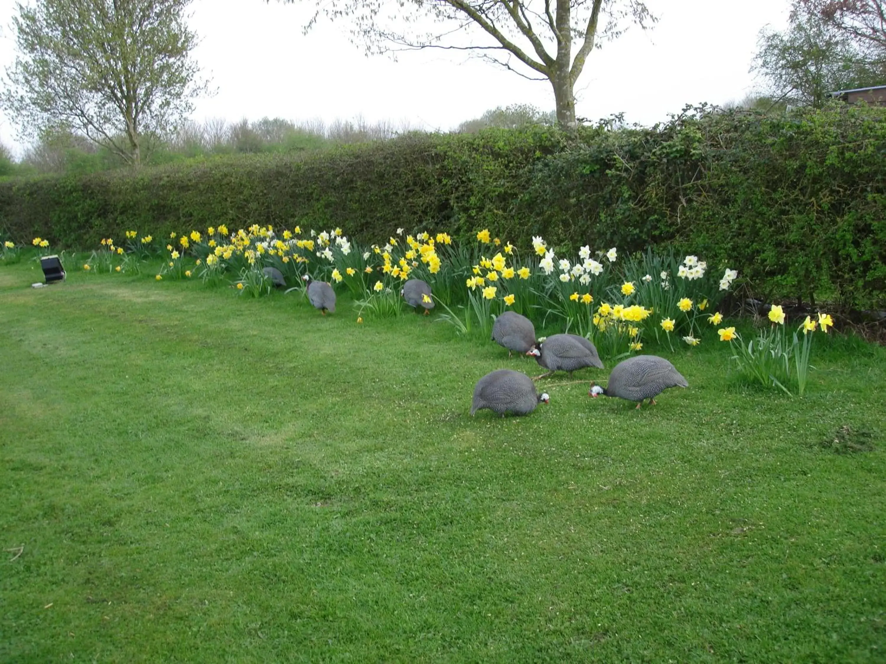 Garden in Pointers Guest House