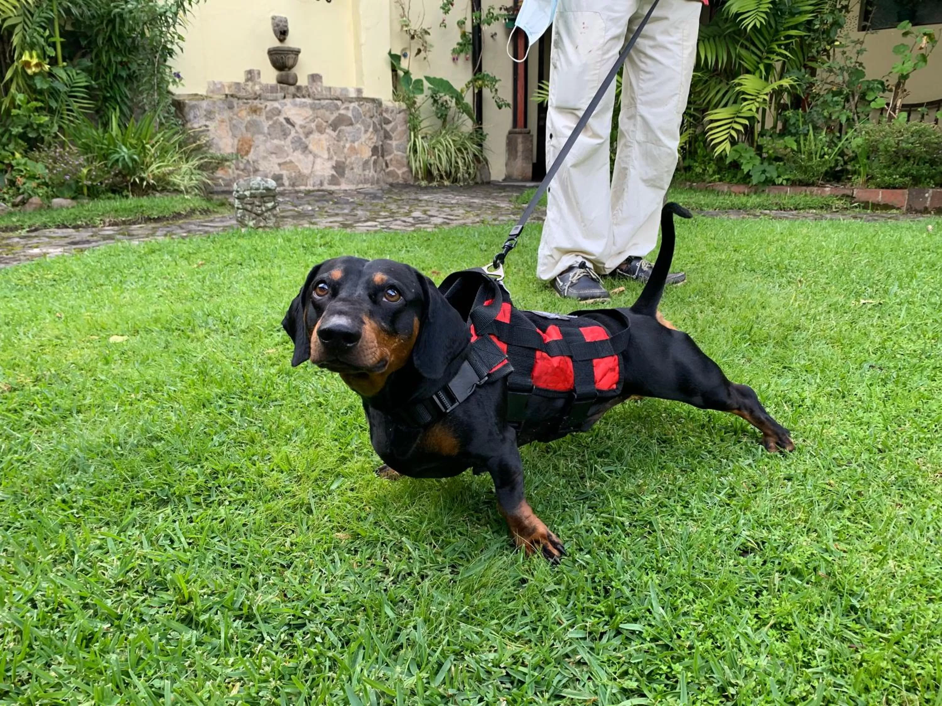 Pets in Hotel Museo Mayan Inn