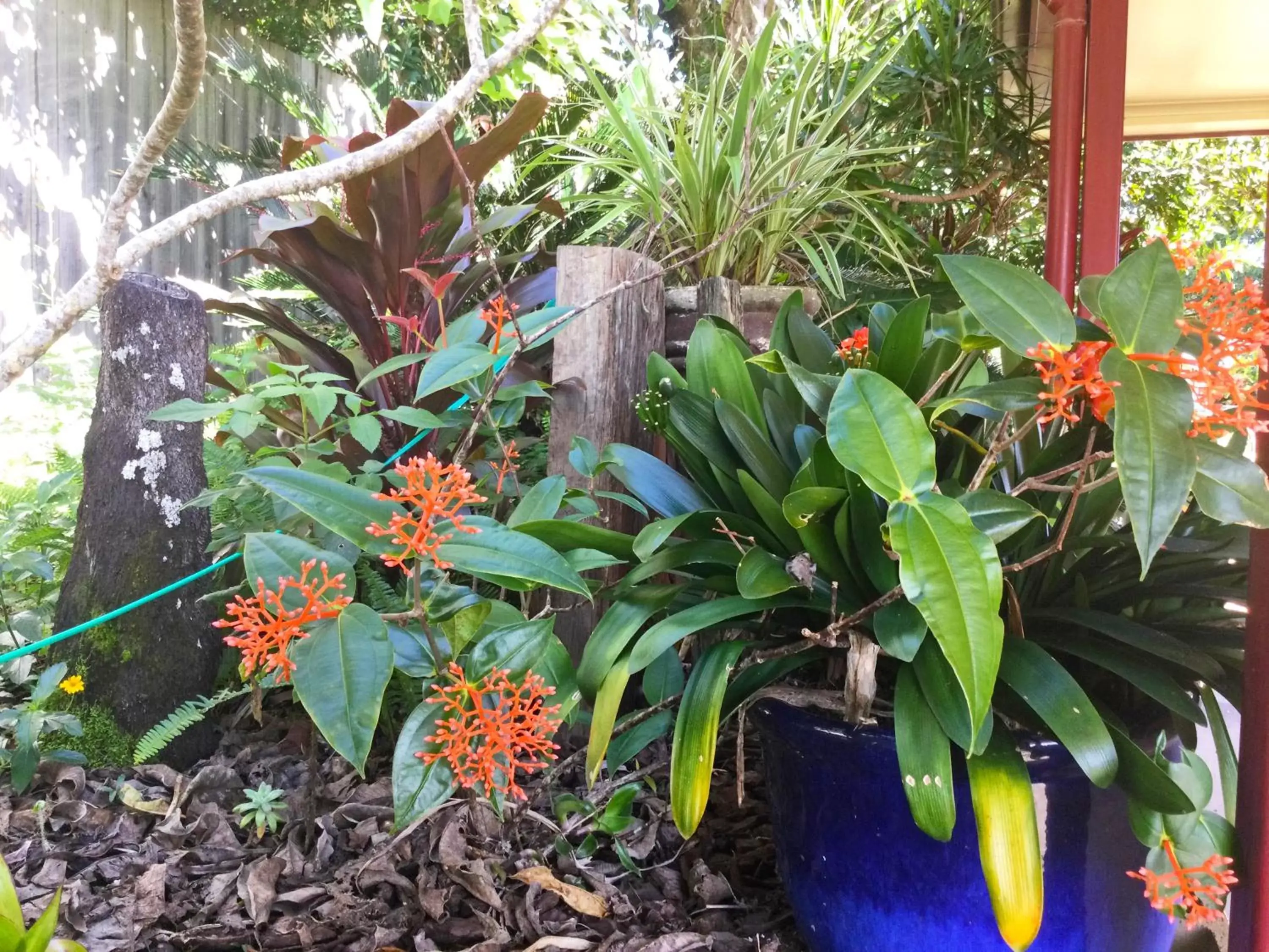 Garden in Alstonville Settlers Motel