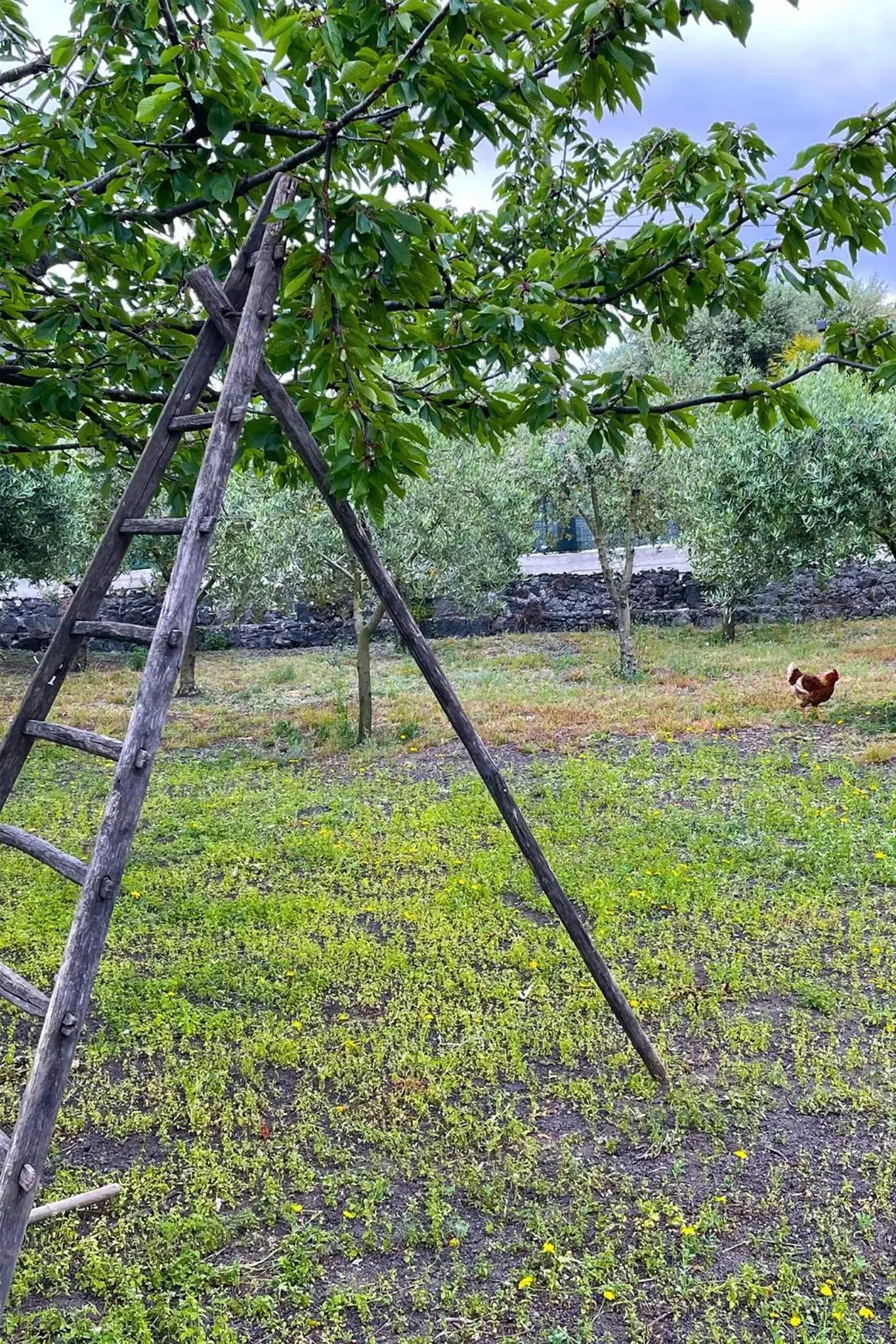 B&B Dimora di Campagna "alle falde del Vesuvio"