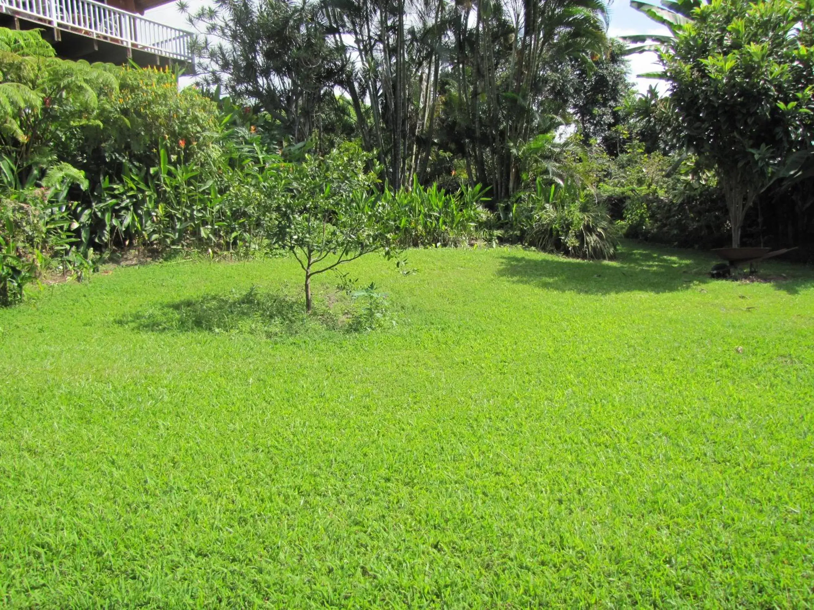 Garden in Coffee Garden