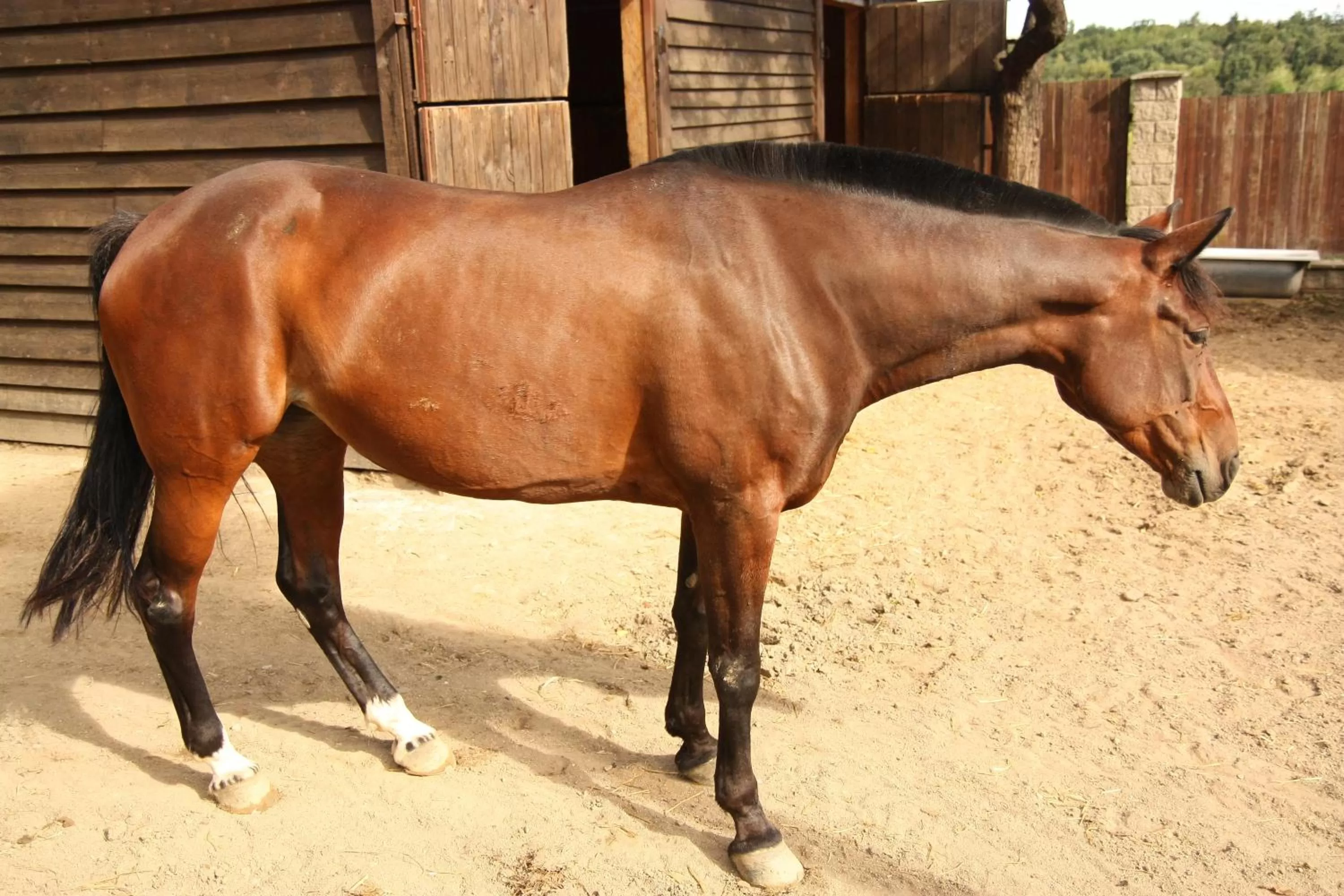 Animals in Areal Botanika