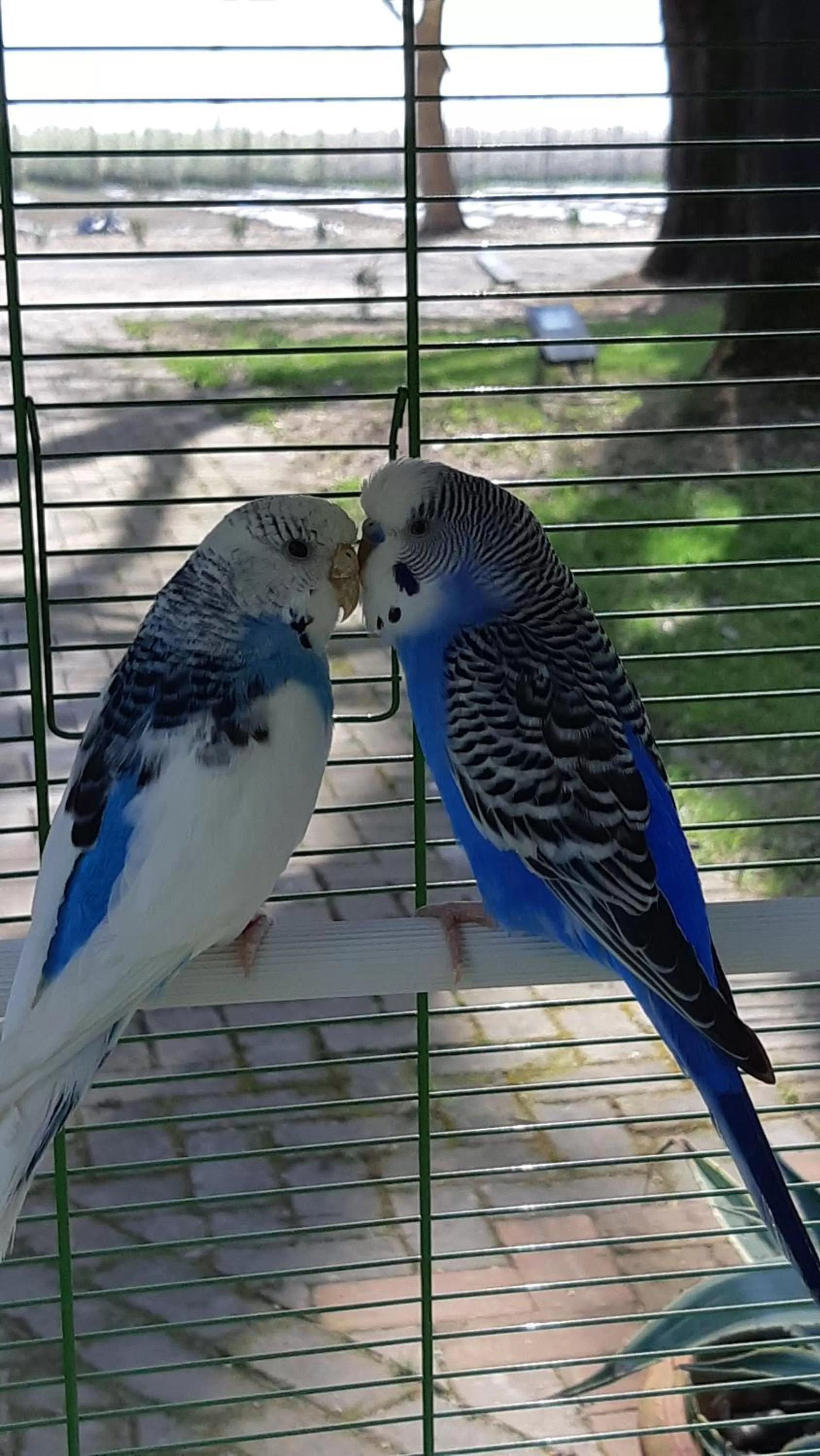 Garden, Other Animals in La Locanda nel Frutteto