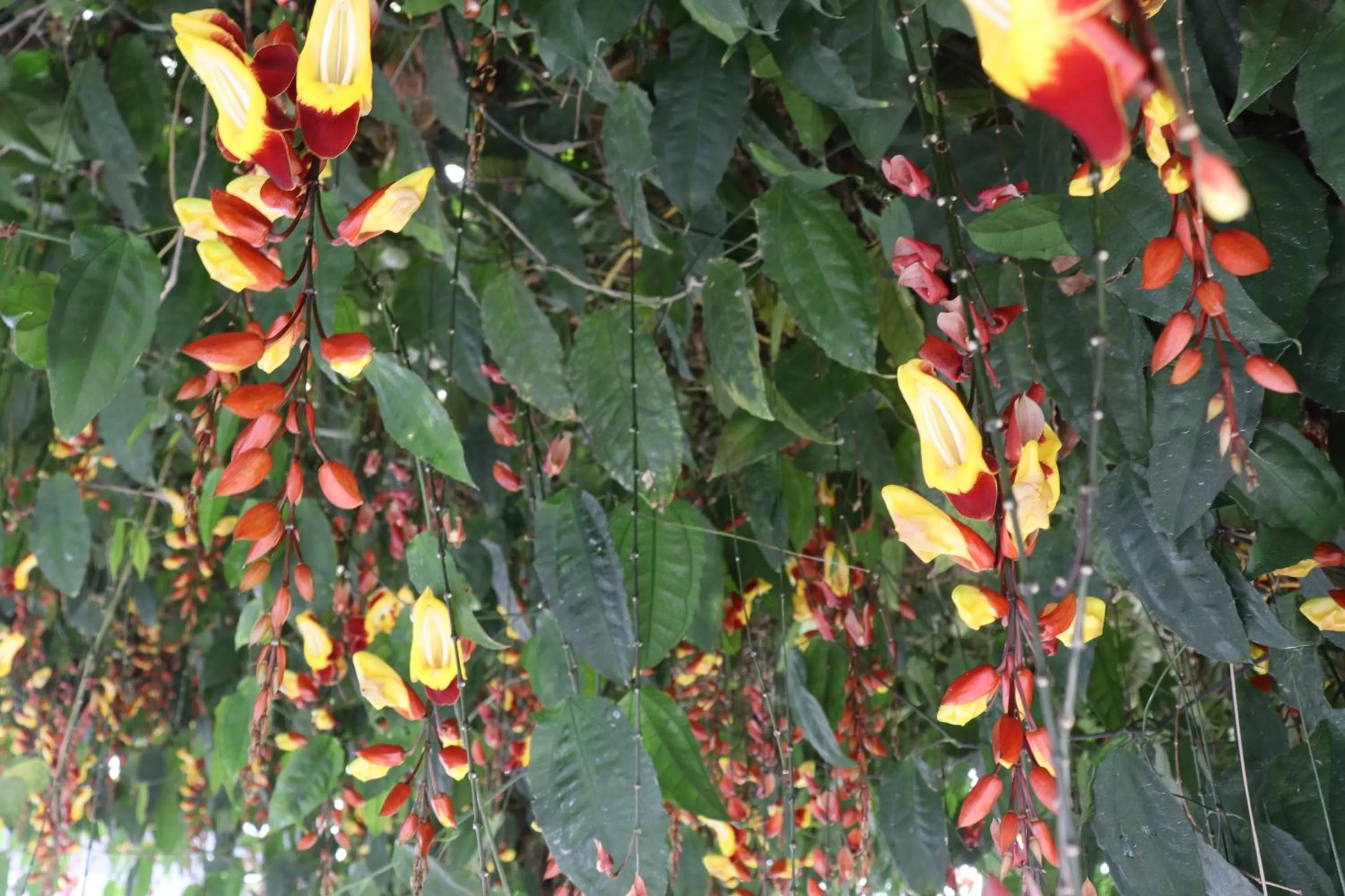 Garden view, Other Animals in Pleasant Hill Resort